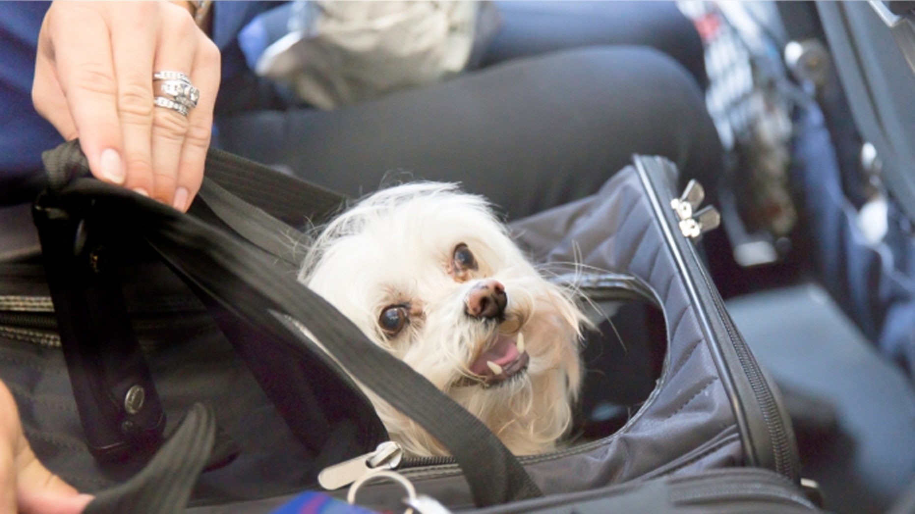 Small dogs and cats now welcome aboard select Amtrak routes.
