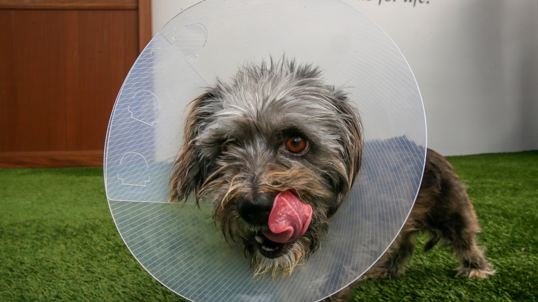 This Wednesday, March 2, 2016, photo, shows Puffin, a three-year-old Terrier mix female dog wearing a cone of shame device at the spcaLA South Bay Pet Adoption Center in Hawthorne, Calif. (AP Photo/Damian Dovarganes)