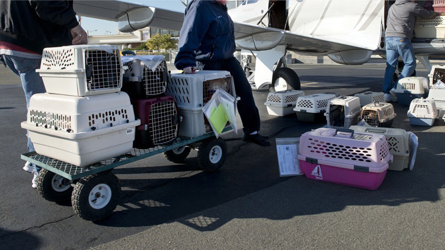 Crated animals will no longer be able to fly as checked luggage on Delta next year.