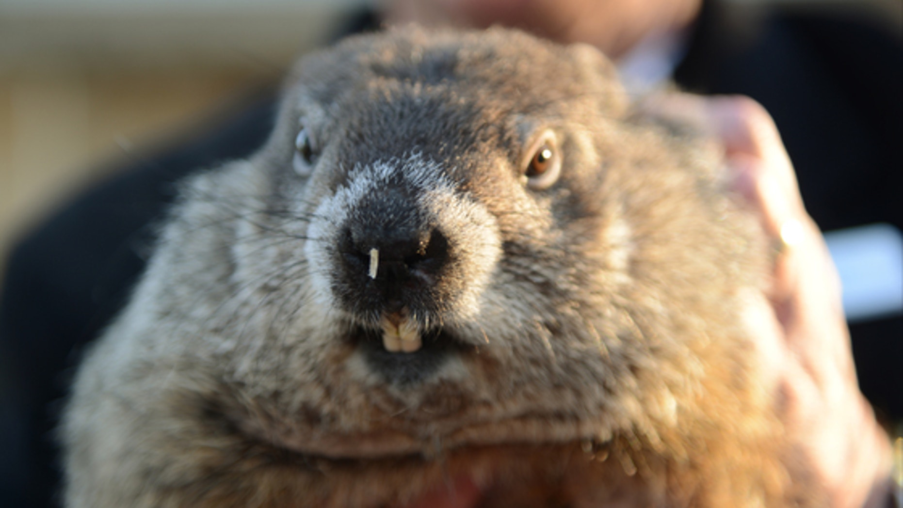 punxsutawney phil and 7