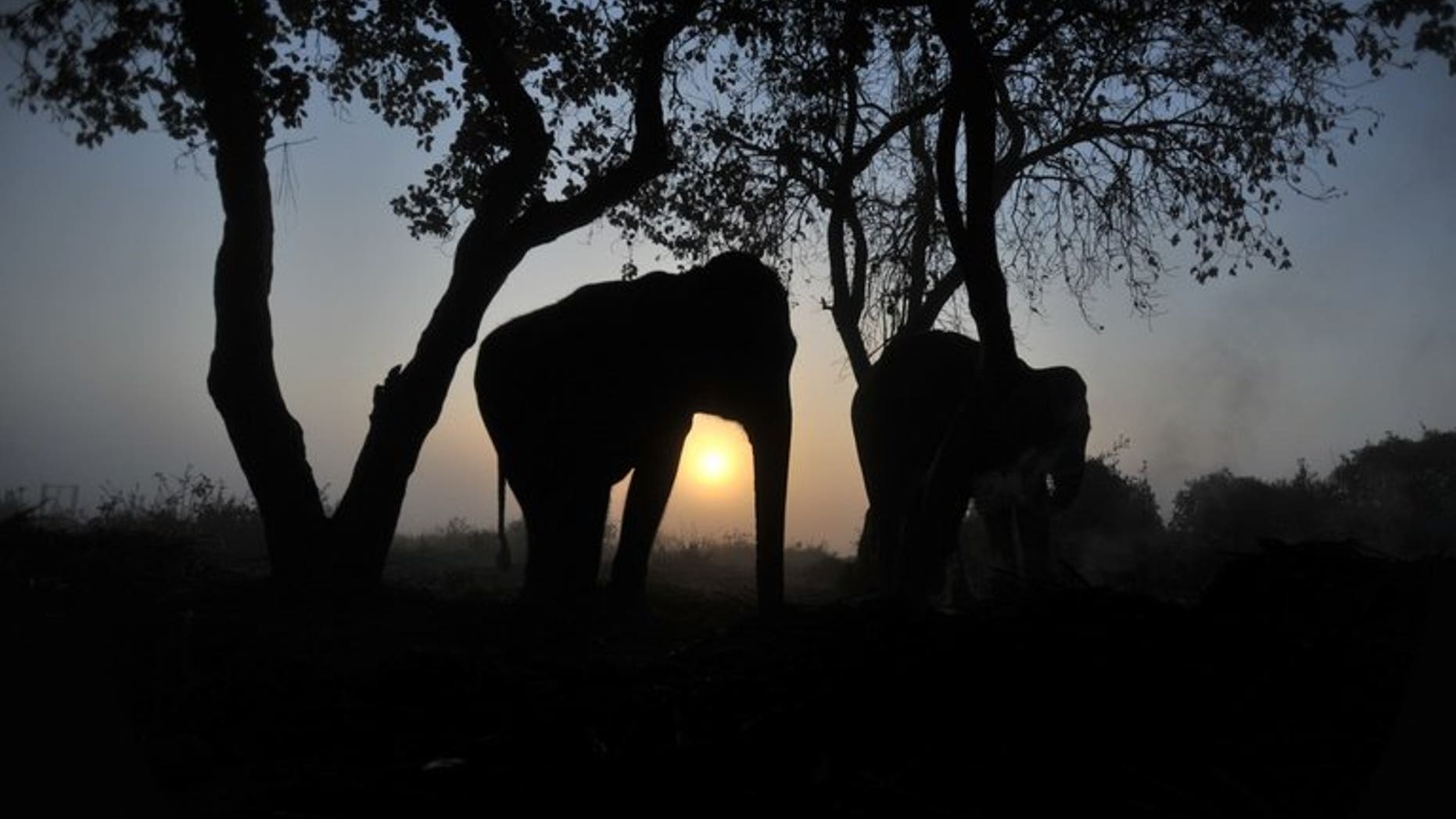 This file photo shows elephants resting under a tree in Chitwan, some 150 km southwest of Kathmandu, on December 29, 2011. An elephant trampled a 12-year-old girl to death after dragging her away from her home in a remote region of southeastern Nepal on Monday, according to police.