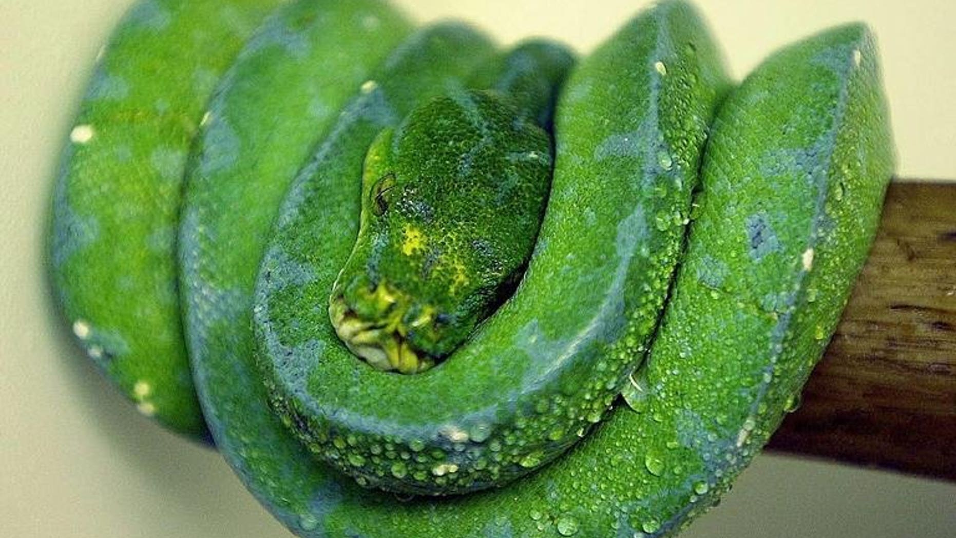 One of three pythons rescued from smugglers recovers from its ordeal on a branch at Singapore's zoo on April 16, 2003. More than 30 wild animals, including pythons, tortoises, a slow loris and a marmoset have been seized from a flat in Singapore in the city's largest such haul of banned wildlife in more than a decade, a government agency said Tuesday.