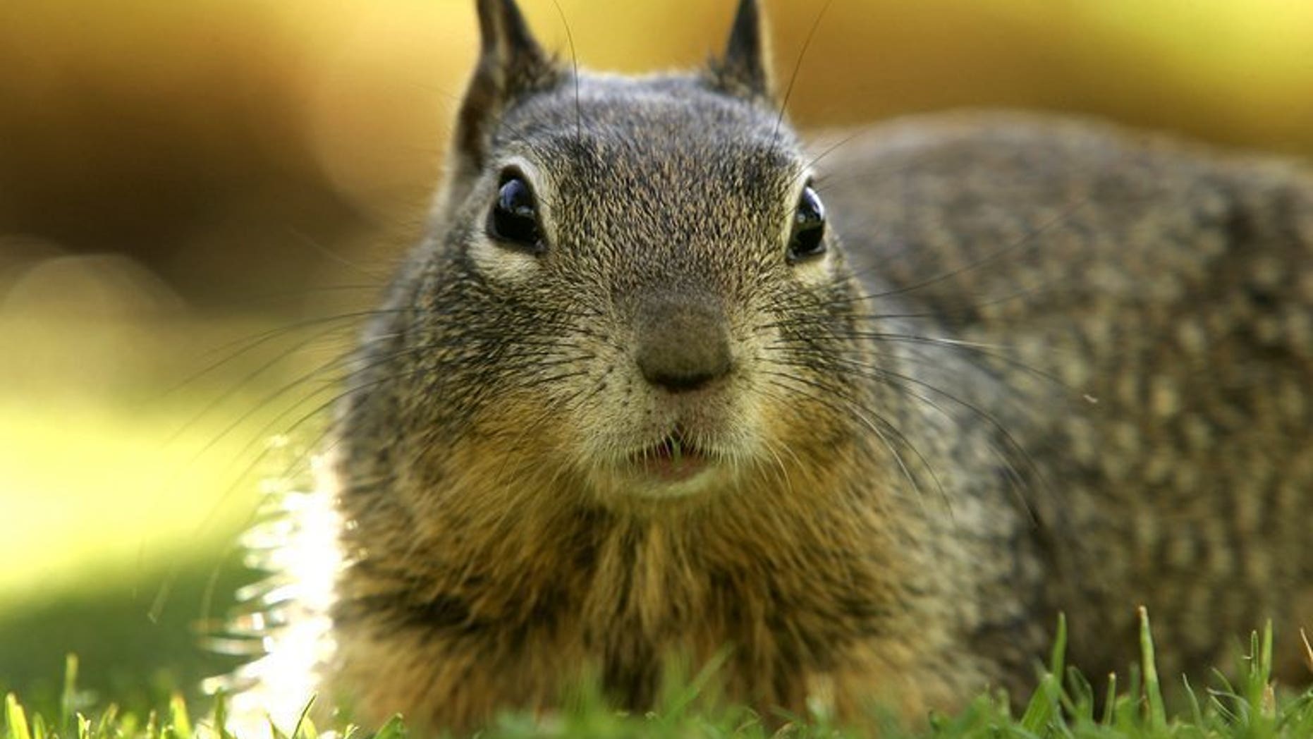 A ground squirrel looks for food at Palisades Park in Santa Monica, California, March 6, 2007. Residents of an upscale Ottawa neighbourhood have been spiriting unwanted squirrels across a river into Quebec and dumping them there, a local newspaper said Tuesday.