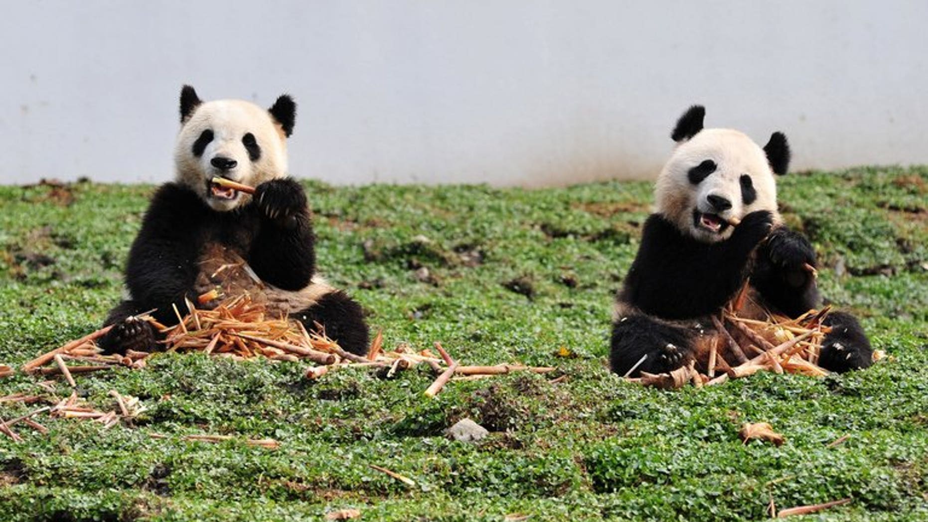 This picture taken on October 30, 2012 shows two giant pandas at the Wolong National Nature Reserve in China's Sichuan province. A rare giant panda has given birth to twins in China, the first pair of the endangered species born in the world this year, conservation workers told state media Sunday.