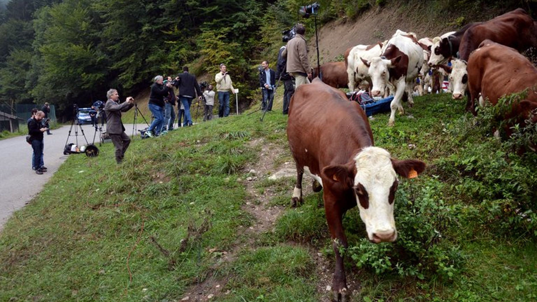 Photo illustration. Tens of thousands of diseased cattle slaughtered because they have bovine tuberculosis are being sold for human consumption, a report said Sunday.
