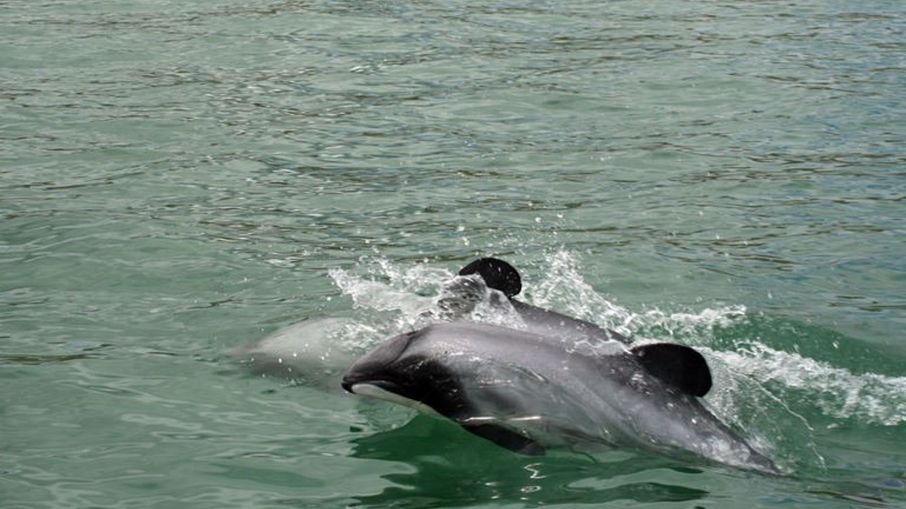 Maui's dolphins off the west coast of New Zealand's North Island on June 5, 2013. Marine scientists have urged New Zealand to immediately ban fishing in waters inhabited by the world's rarest dolphin, saying that losing even one of the creatures will threaten the species' existence.