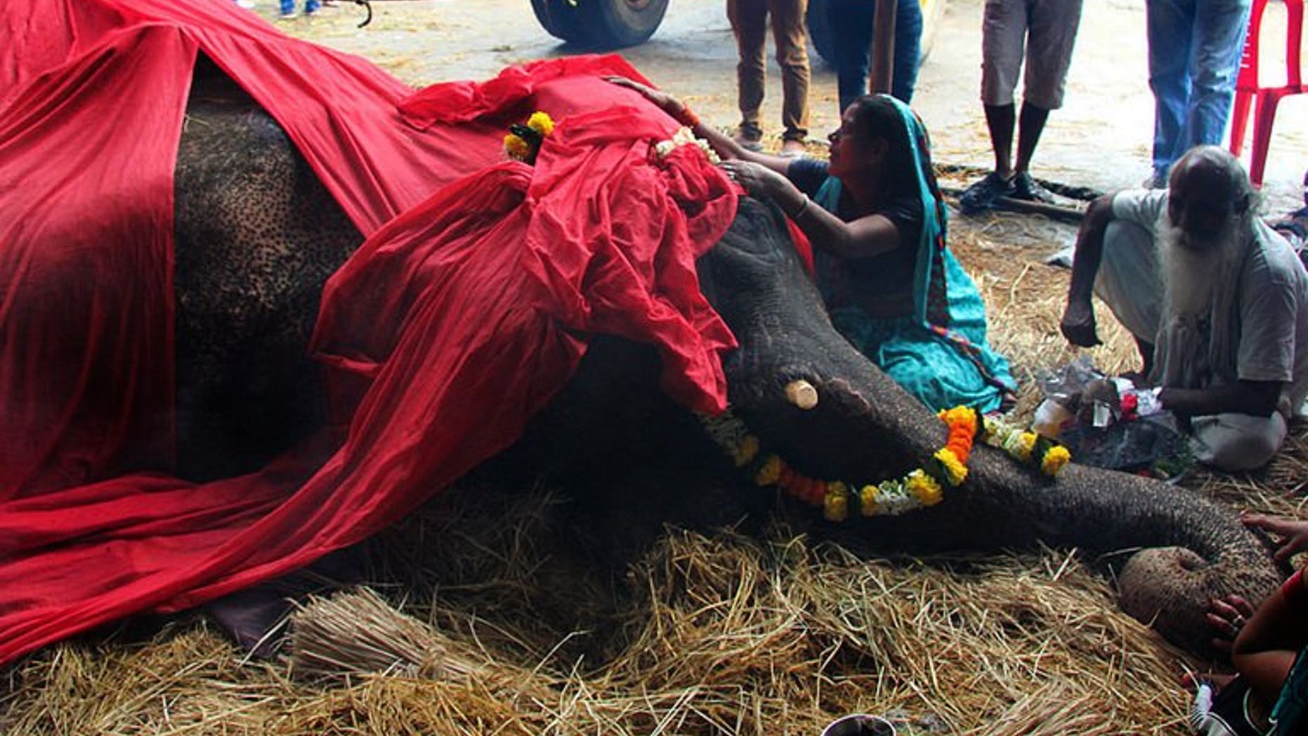A woman mourns alongside the body of Bijlee, an elephant who died aged 58, in Mumbai, on June 30, 2013. Bijlee's plight illustrated the mistreatment of the animals as street performers.