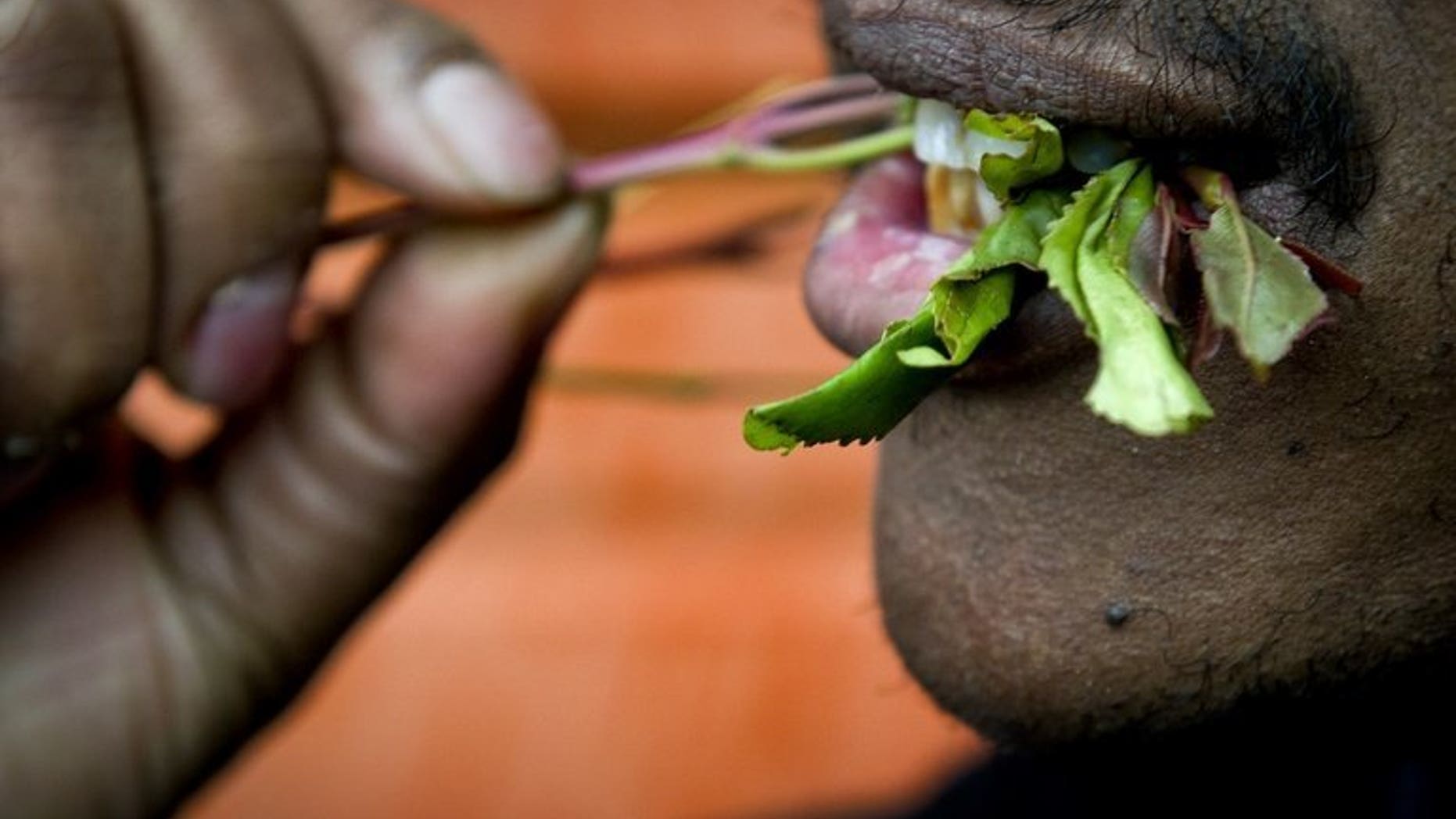 A Somali man picturted chewing khat in Uithoorn, Netherlands on January 12, 2012. British Home Secretary Theresa May on Wednesday announced a ban on the herbal stimulant khat, going against the advice of her own experts who said such a move was disproportionate.