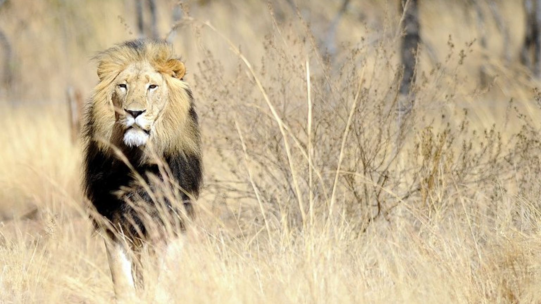 A picture taken on July 31, 2012 shows a lion at the Entabeni Safari Conservancy in Limpopo, 300 kms northeast of Johannesburg. A Quebec woman was attacked by a lion while volunteering at a South African animal rehabilitation centre, an official.