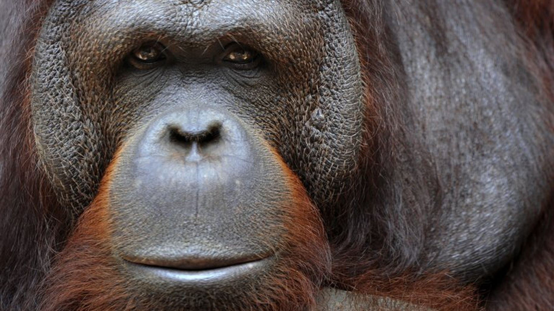 Illustration. An obese orangutan has been put on a strict diet by Malaysian wildlife authorities after two decades of gorging on junk food handed out by tourists, a report said Friday.
