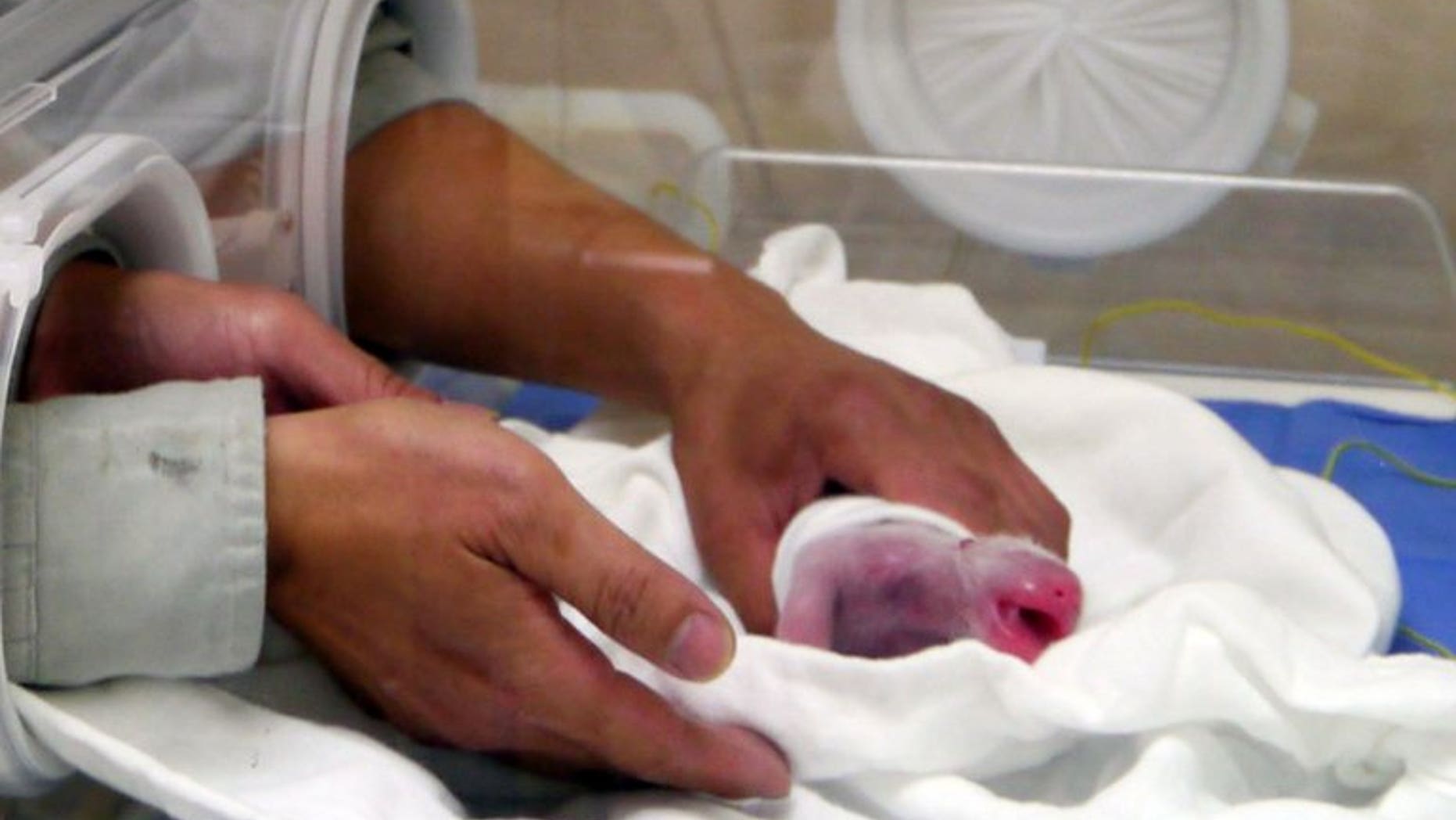 A photograph released by the Taipei City Zoo on July 6, 2013 shows a newly-born panda cub in an incubator at the animal park. The public will have to wait three months to visit the first panda born in Taiwan, officials said, a day after she was successfully delivered by parents who were gifted from China.