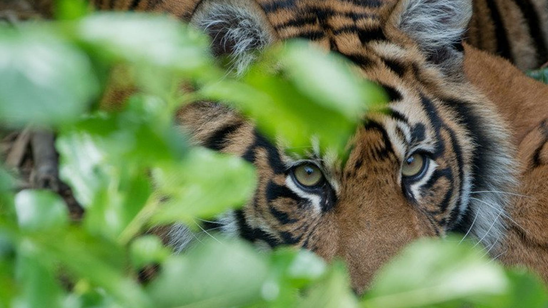 A Sumatran tiger is pictured at a zoo in Germany on June 18, 2012. A group of Indonesian men who spent four days trapped up a tree by Sumatran tigers have been rescued after wildlife experts induced the snarling creatures to leave.