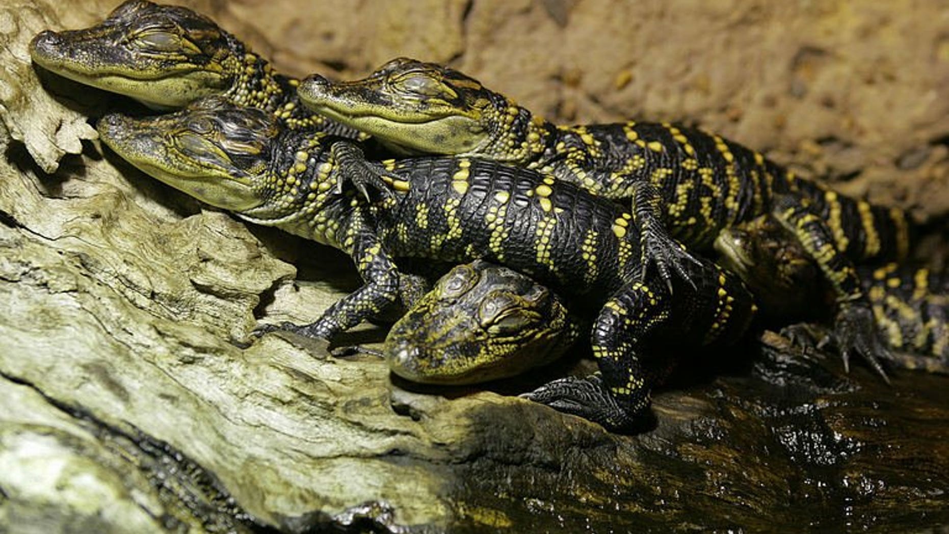 Juvenile American alligators (Alligator mississippiensis) are seen at the Australian Reptile Park at Gosford, near Sydney, on October 8, 2004. Thieves stole a horde of exotic reptiles from the park, including a baby alligator, leaving their keepers fearing they could be destined for the black market.