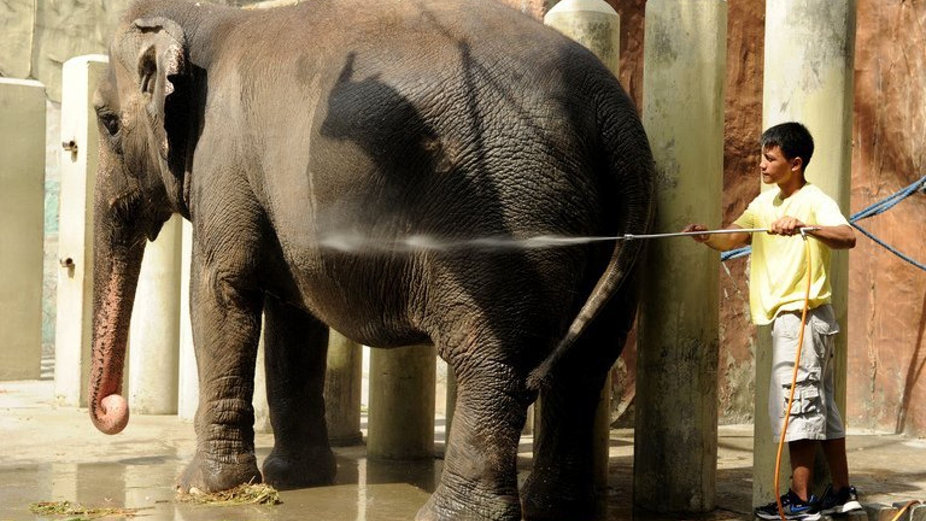 A caretaker sprays water an elephant named Mali at the Manila Zoo on June 20, 2012. The mayor of the Philippine capital on Thursday rejected calls by animal rights campaigners to transfer the country's sole elephant from Manila's rundown zoo to a Thai sanctuary.
