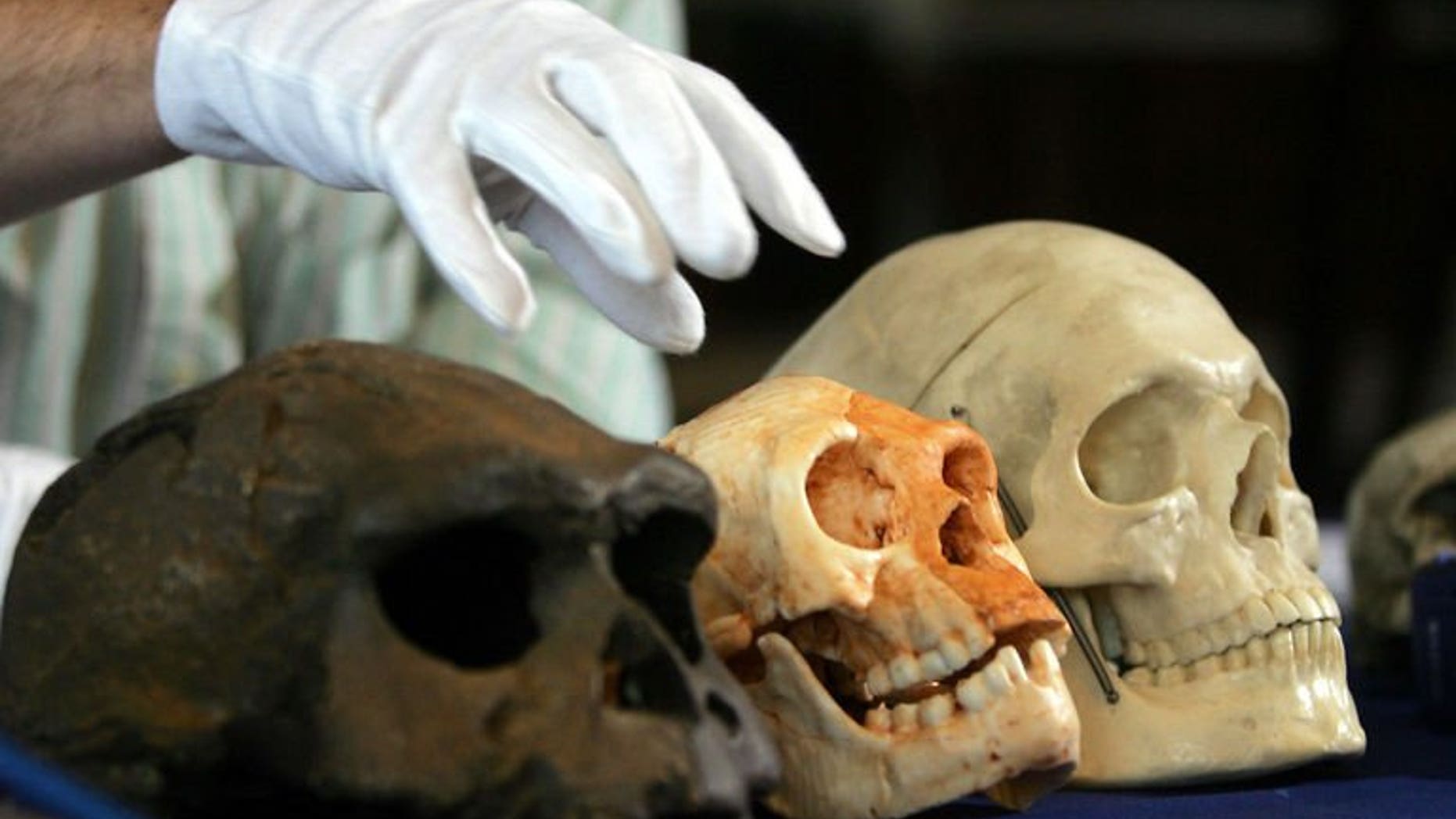 The skull (C) of a new humanoid species known as the "hobbit" that was discovered on the Indonesian island of Flores is put on display in 2004 in London. The Australian archaeologist who rocked the science world with his discovery of the tiny new species of human has died after a year-long battle with cancer, his university said.