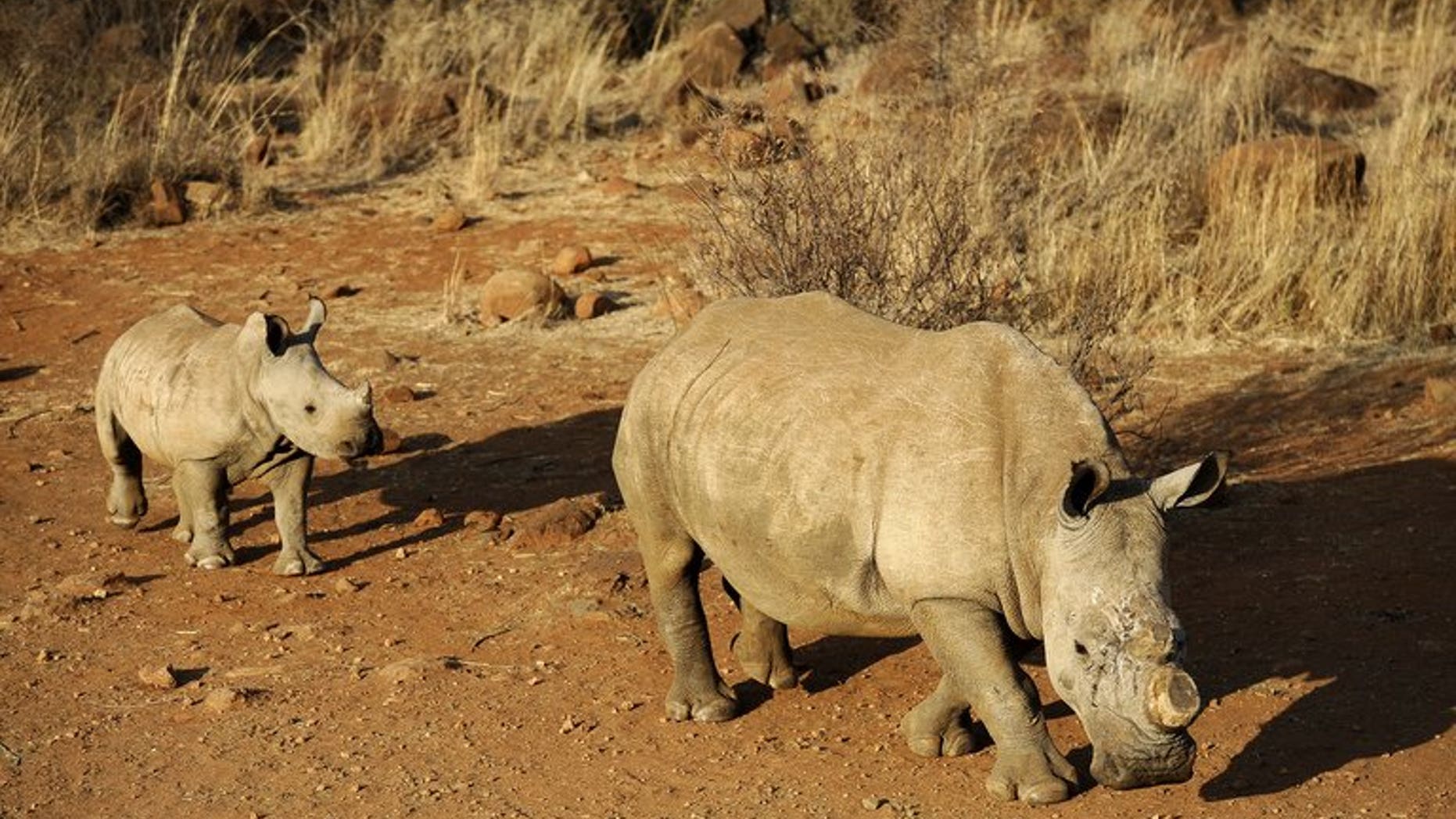 A black dehorned rhinoceros is followed by a calf on August 3, 2012 at the Bona Bona Game Reserve, 200 kms southeast of Johannesburg. More than 500 South African rhinos have been killed this year, official figures showed Wednesday, amid strong demand for horns on the Asian black market.