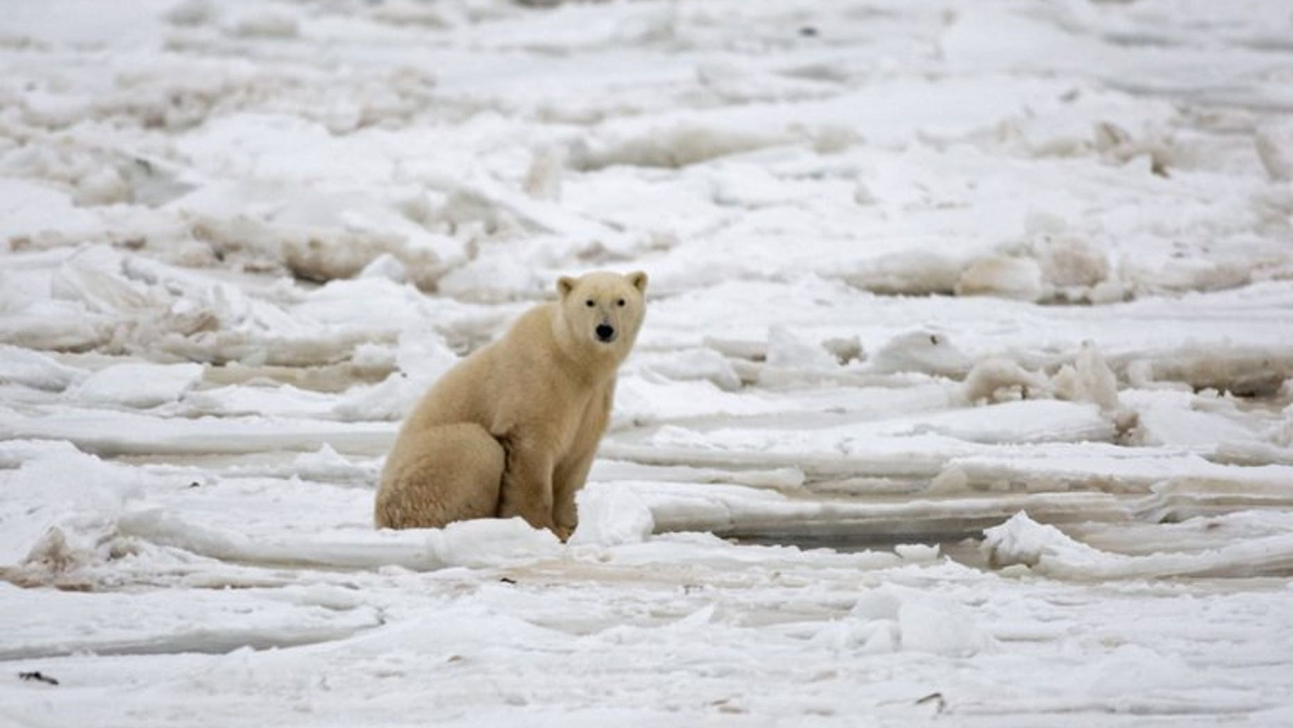 An American lawyer camping in Canada was seriously injured after being gored by a polar bear, hospital authorities said.