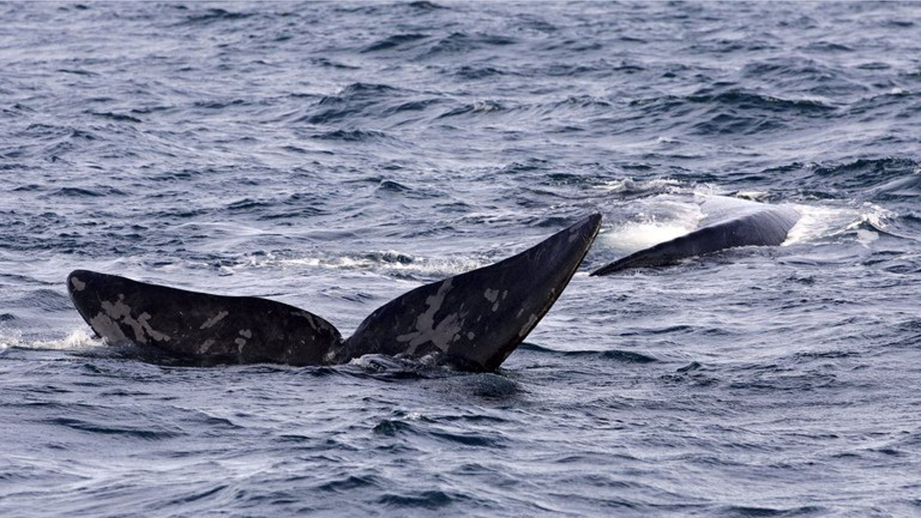 File photo of a Southern Right Whale displaying its fluke off the southern coast of Argentina. A rare southern right whale covered in what appear to be shark bites has washed up on an Australian beach, exciting scientists who Thursday said it will help boost knowledge of the species.