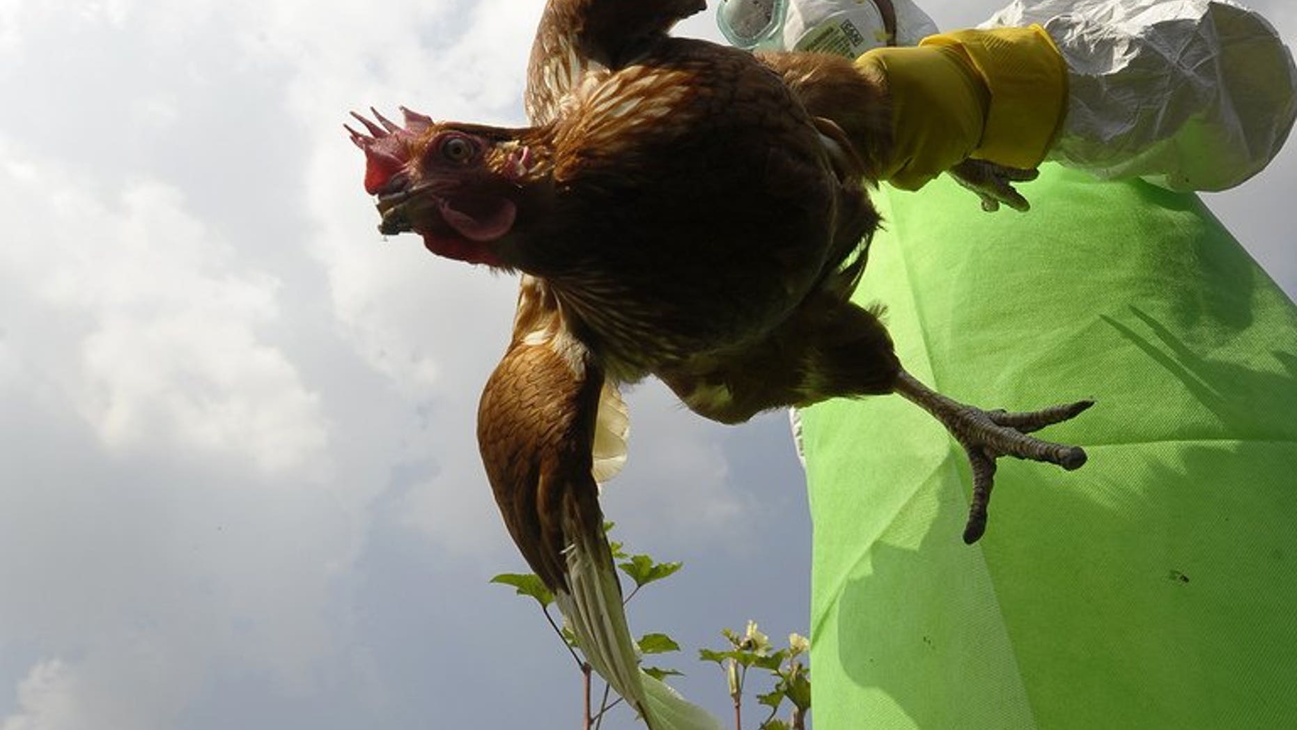 A prefectural officer carries a chicken on a poultry farm in Bode village, Kathamndu on October 15, 2012. Nepal on Thursday banned the sale of chicken after health workers found cases of bird flu at several poultry farms on the outskirts of the capital Kathmandu, officials said.