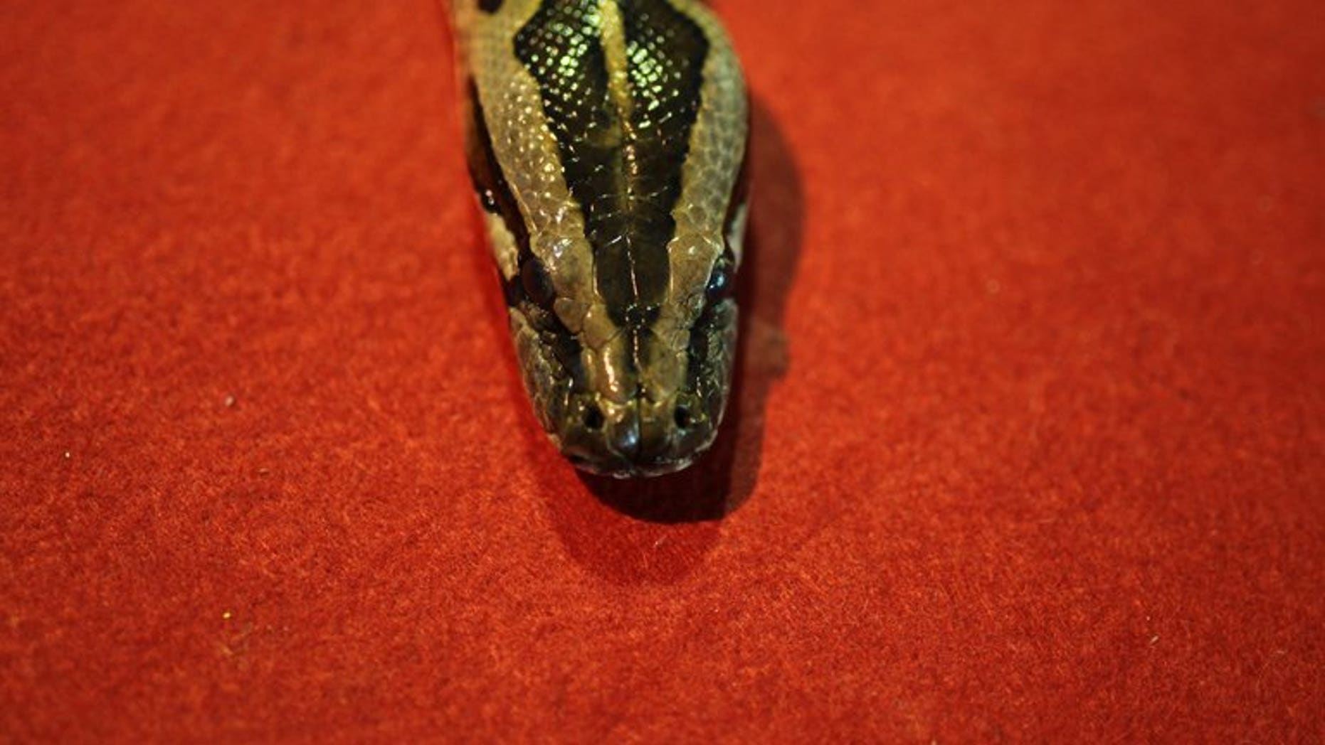 An escaped python killed two children in their sleep in eastern Canada, the Royal Canadian Mounted Police said Monday.