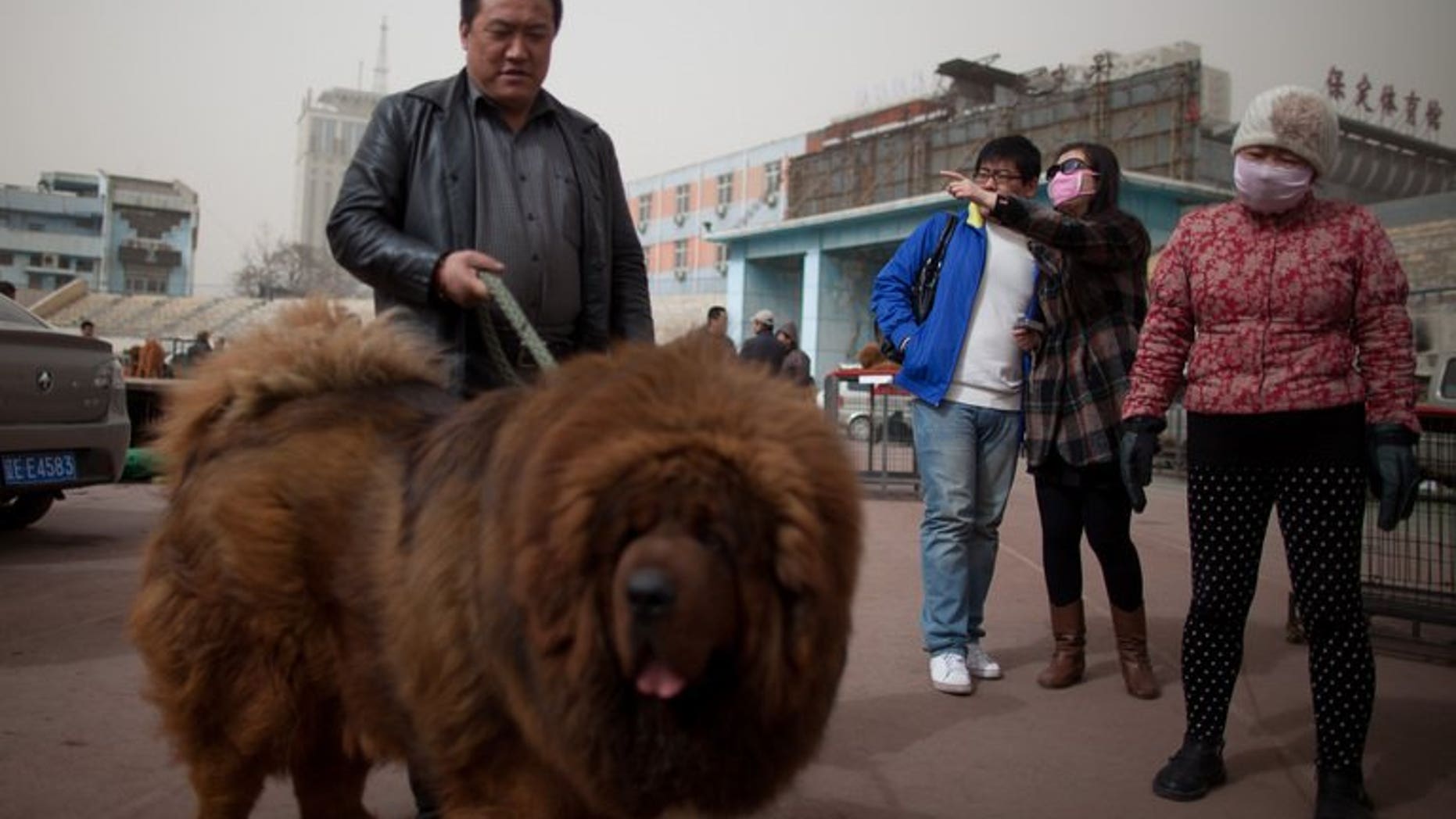 Illustration: a Tibetan mastiff on display at a mastiff show in China on March 9, 2013. One of the dogs was passed off as an African lion at a zoo in Henan province.