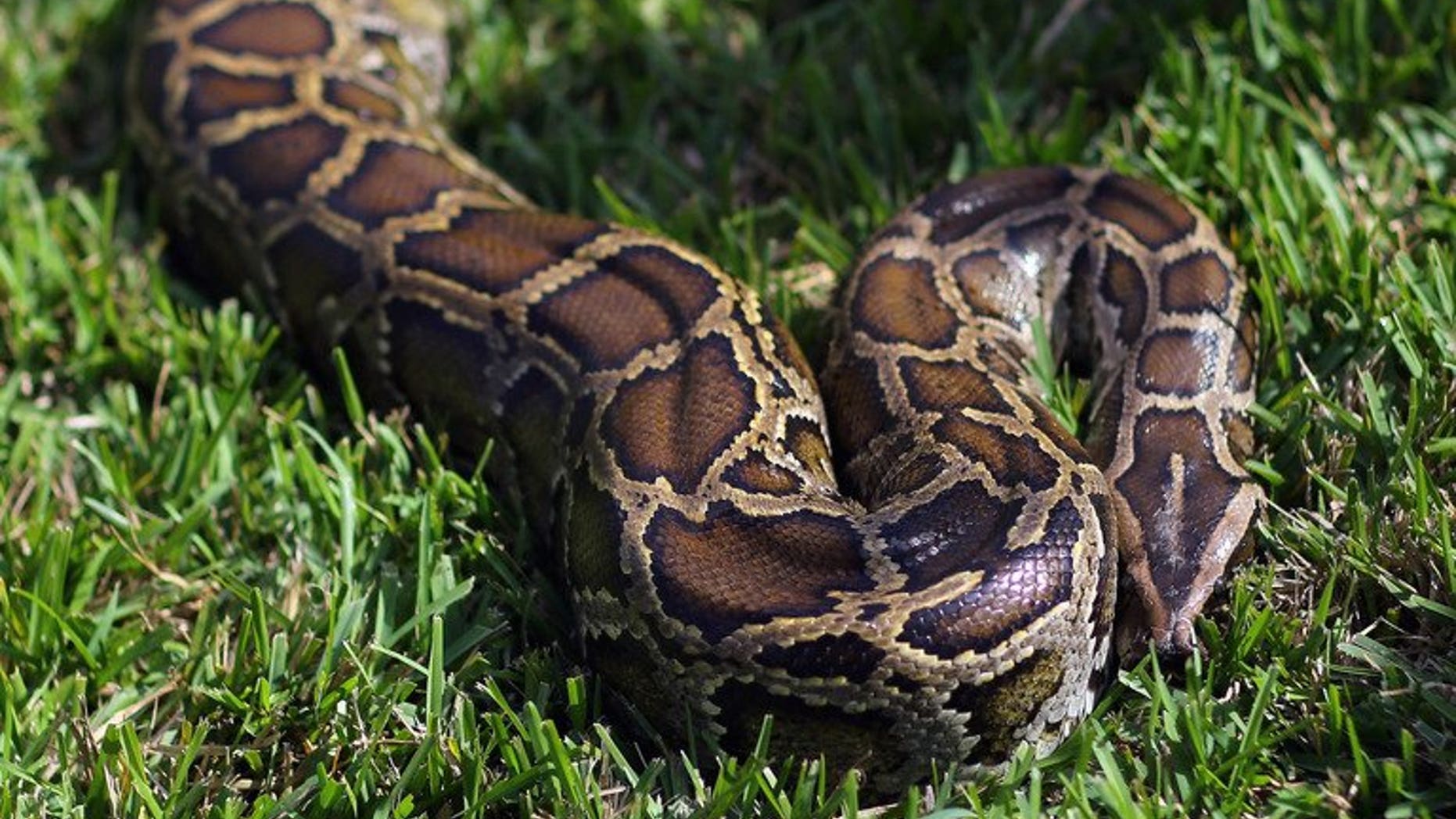Illustration. Little more than a week after a giant python crushed two young Canadian boys to death, police have recovered 40 of the snakes from a hotel room in Ontario.