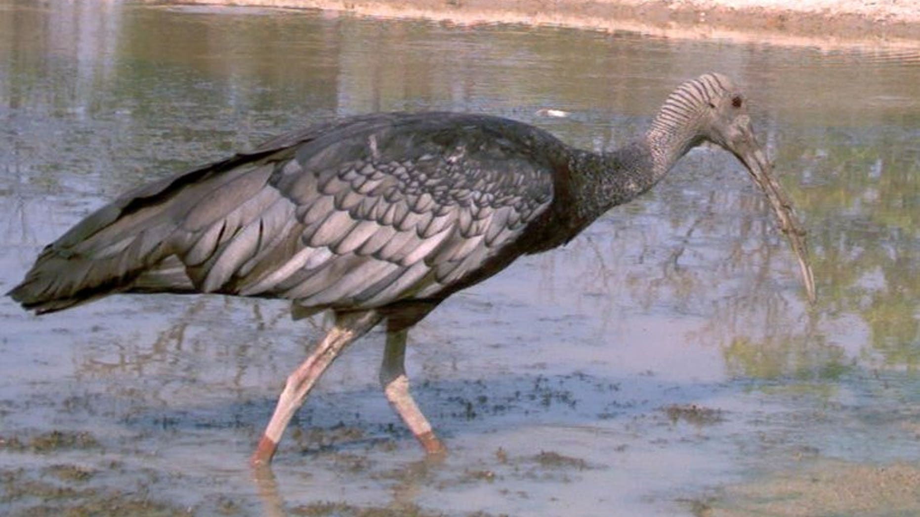 A giant ibis walks in a pond in Mondulkiri province, Cambodia, in this picture taken on March 29, 2012. Experts say there are only around 345 of the birds left in the world.