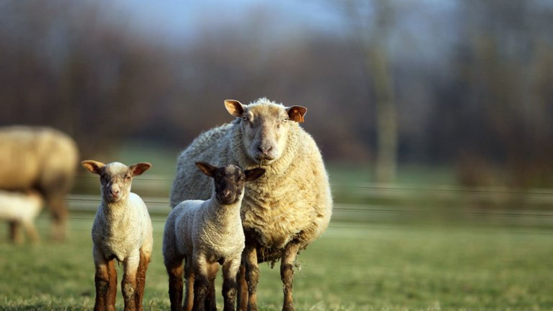 Kazakh side Shakhter Karagandy have called on an unusual means to gain the edge over Celtic in their crucial Champions League play off clash by slaughtering a sheep at the stadium for good luck.