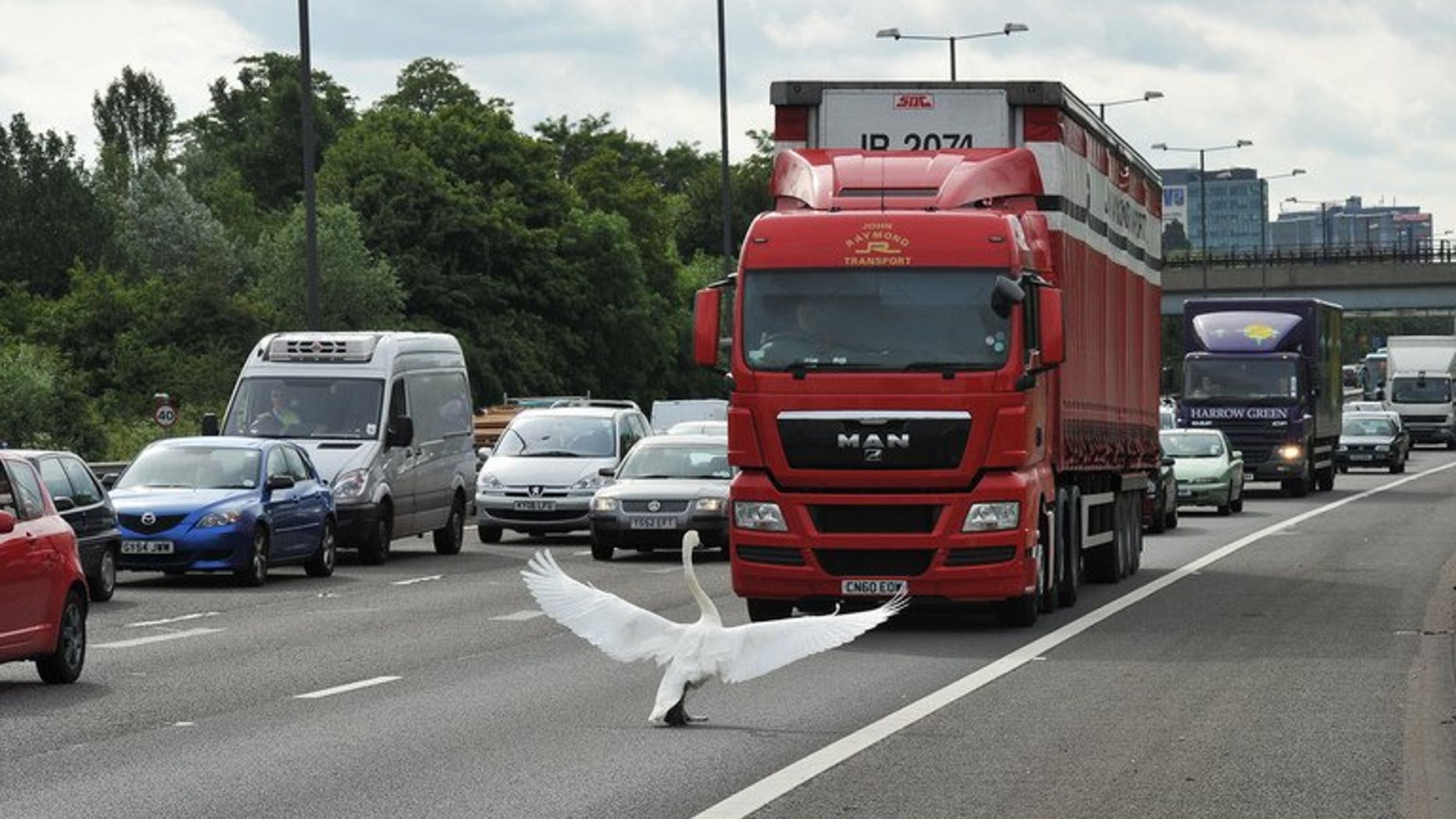 A swan holds up traffic on the M4 motorway, west of London, on June 15, 2011. Birds sense posted speed limits on roads and react to avoid collisions, according to a study out Wednesday.