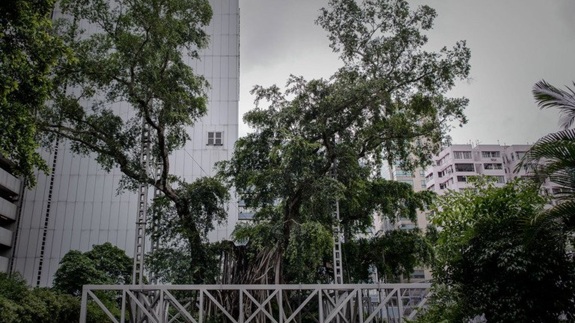 A 400-year-old banyan tree is seen in Kowloon Park in Hong Kong on August 23, 2013. The tree will be cut down, authorities said Friday, after being hit by a fungal disease brought on when a park development starved its roots of oxygen and nutrients.