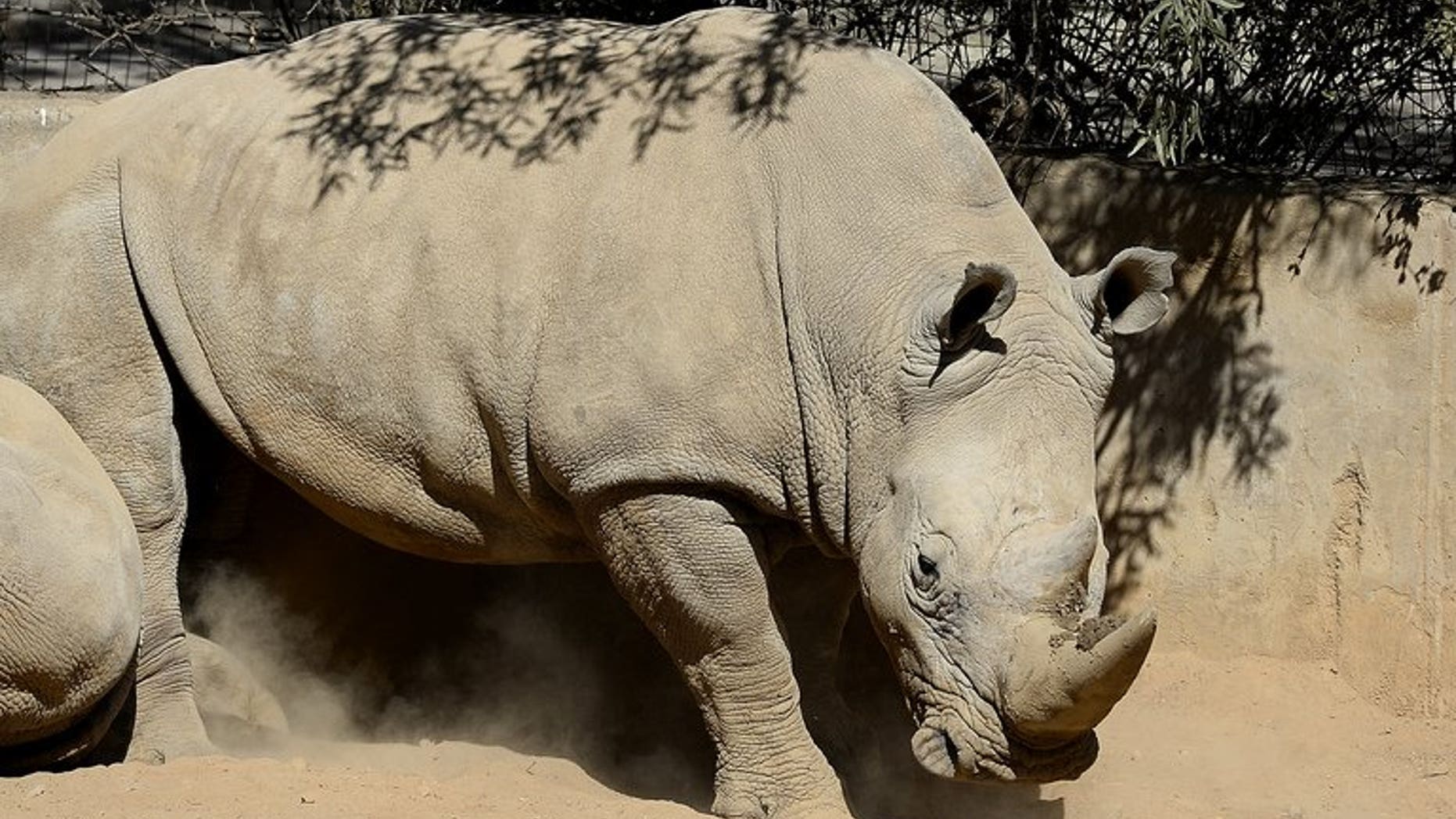 This picture taken on July 25, 2013 shows a white rhino at the Johannesburg Zoo. Poachers have killed more than 600 rhinos in South Africa so far this year, figures showed Thursday, with losses close to the total number of animals slaughtered in 2012.