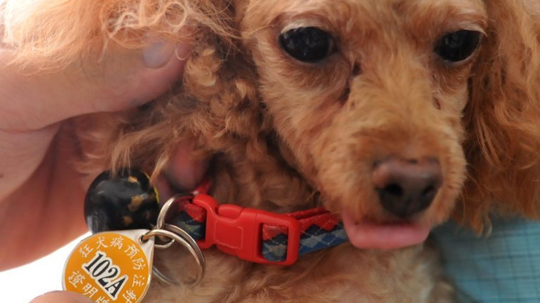 A rabies vaccination certificate number plate is put on a pet dog's collar in New Taipei City on July 30, 2013. Taiwanese health authorities on Tuesday renewed a call for owners to inoculate their pets after confirming a case of rabies in a dog, as the island struggles with its first outbreak of the disease in decades.