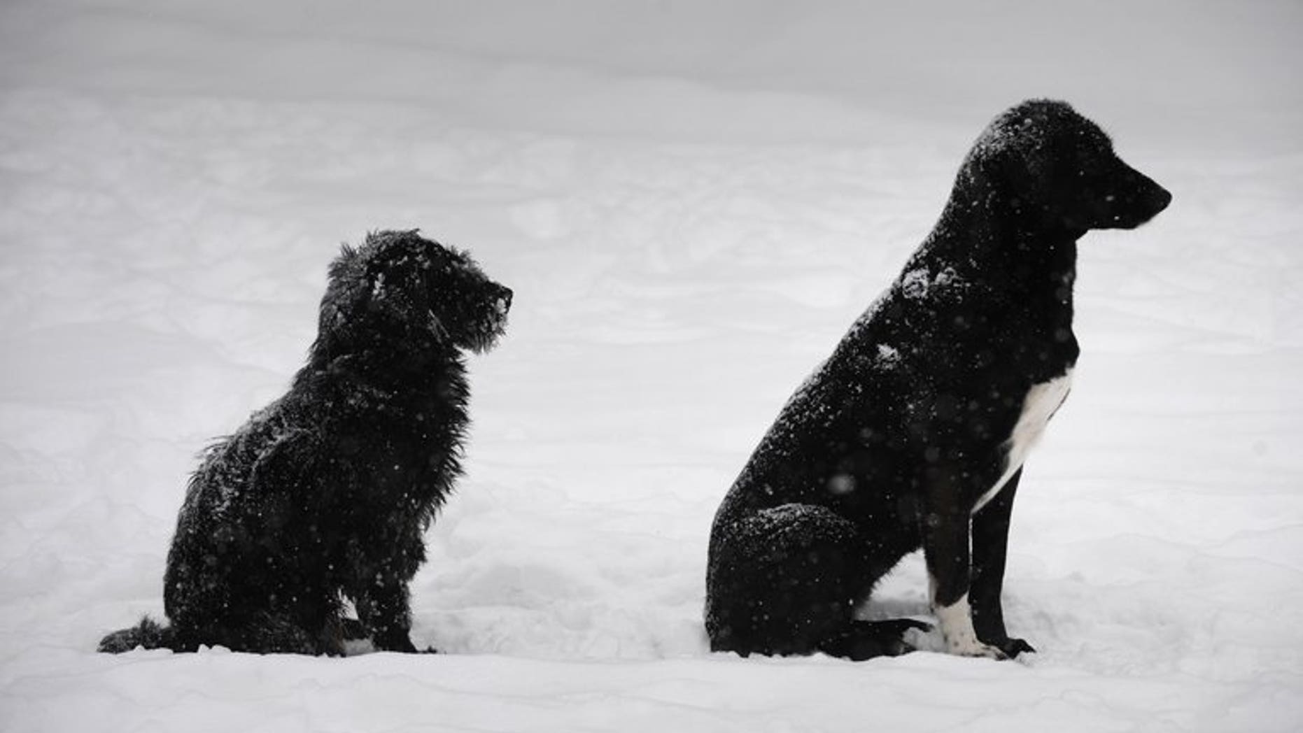 Two stray dogs sit in the snow in Bucharest, on February 13, 2012. Romanian lawmakers on Tuesday voted overwhelmingly for a law allowing stray dogs to be put down after a four-year-old boy was mauled to death by a pack of strays last week.