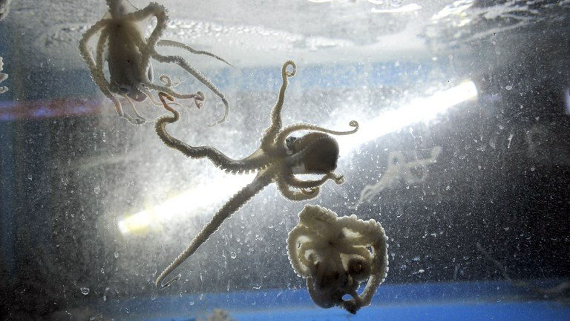 Live octopus are seen in a water tank of a restaurant in Mokpo, 310 km south of Seoul, on October 11, 2012. A South Korean was jailed for life on October 11, then later acquitted, for the murder of his girlfriend, who he said choked to death while eating a live octopus.