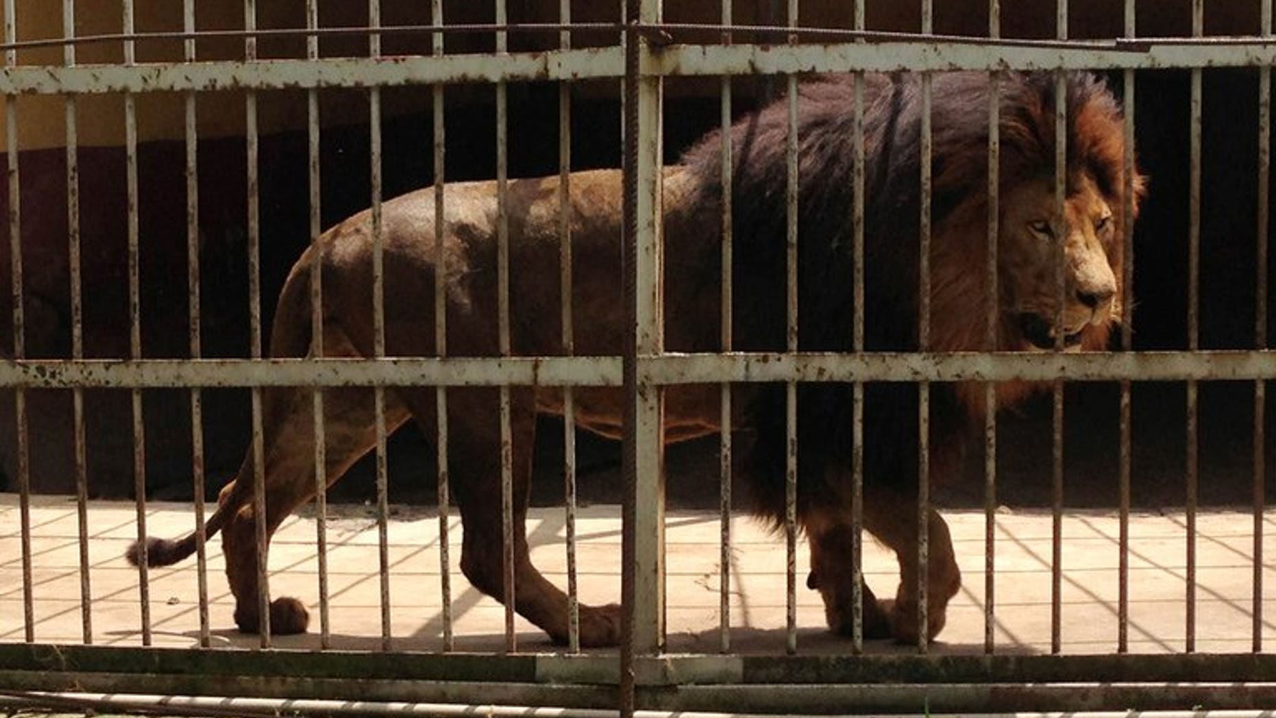 A lion roams in a cage at the Addis Ababa Zoo on September 16, 2013. A lion at the Addis Ababa zoo attacked and killed a zookeeper Monday after he forgot to close the door to the inner cage where the lion sleeps