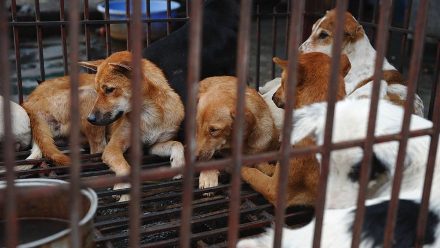 Dogs waiting to be slaughtered for meat in Hanoi, on July 26, 2012. Hundreds of villagers in northern Vietnam have signed a petition admitting taking part in the lynching of two suspected dog-snatchers last month, state media reported Monday.