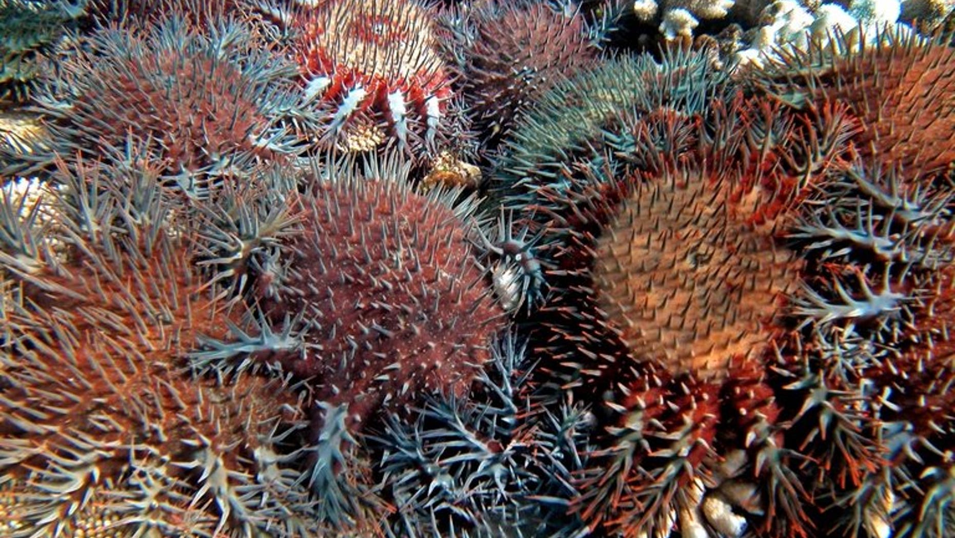 File photo of coral-eating starfish on Australia's Great Barrier Reef, the scourge of which has been partly blamed on climate change. Australia's new conservative government on Thursday abolished an independent climate change commission set up by the previous Labor administration, as part of its plans to streamline bureaucracy.