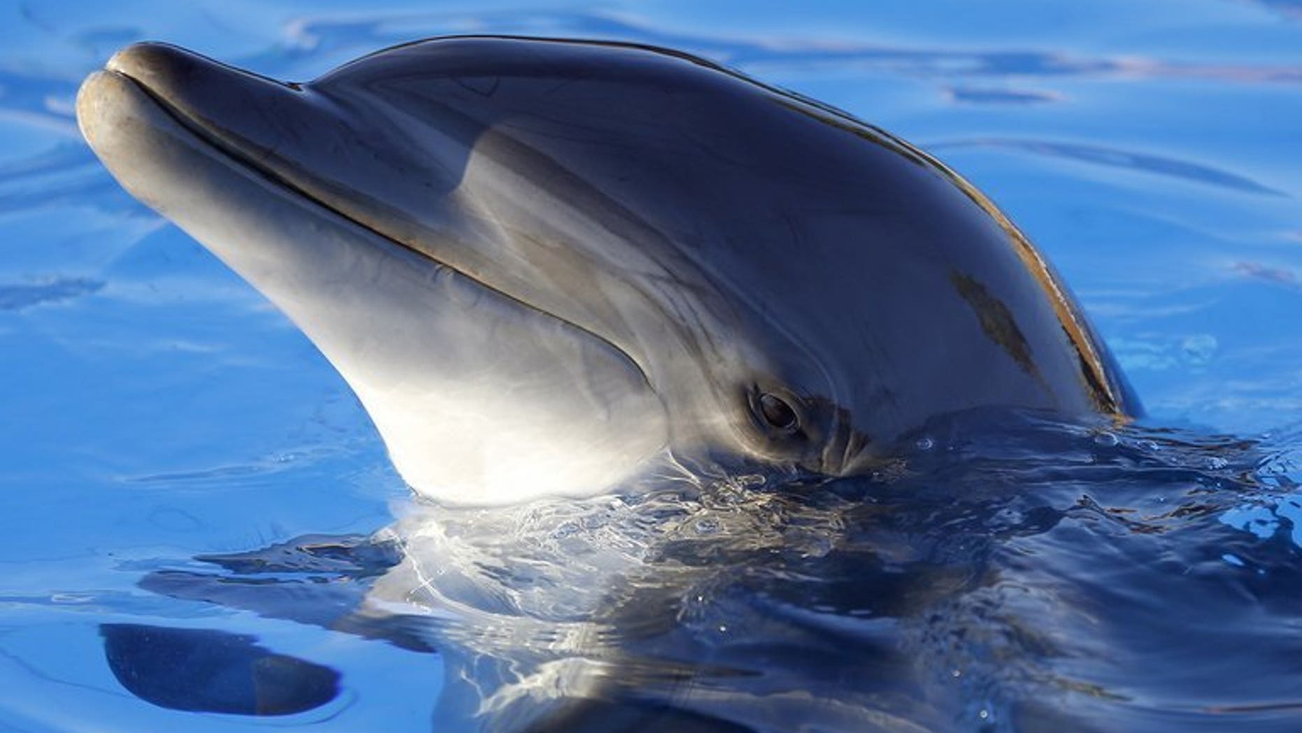 A dolphin performs on August 11, 2013 at the Marineland animal exhibition park in France. Taiwan coastguards Thursday said they have arrested two people and seized 820 kilograms of dolphin meat as the island steps up efforts to protect endangered animals.