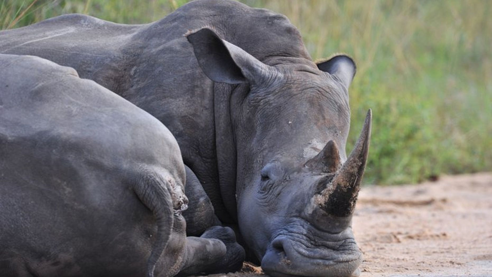 A rhinoceros rests in the Kruger National Park near Nelspruit on February 6, 2013. South African national park officials claimed a significant victory in the battle against rhino poaching, saying they have arrested a man described as a "kingpin" in the illicit trade.