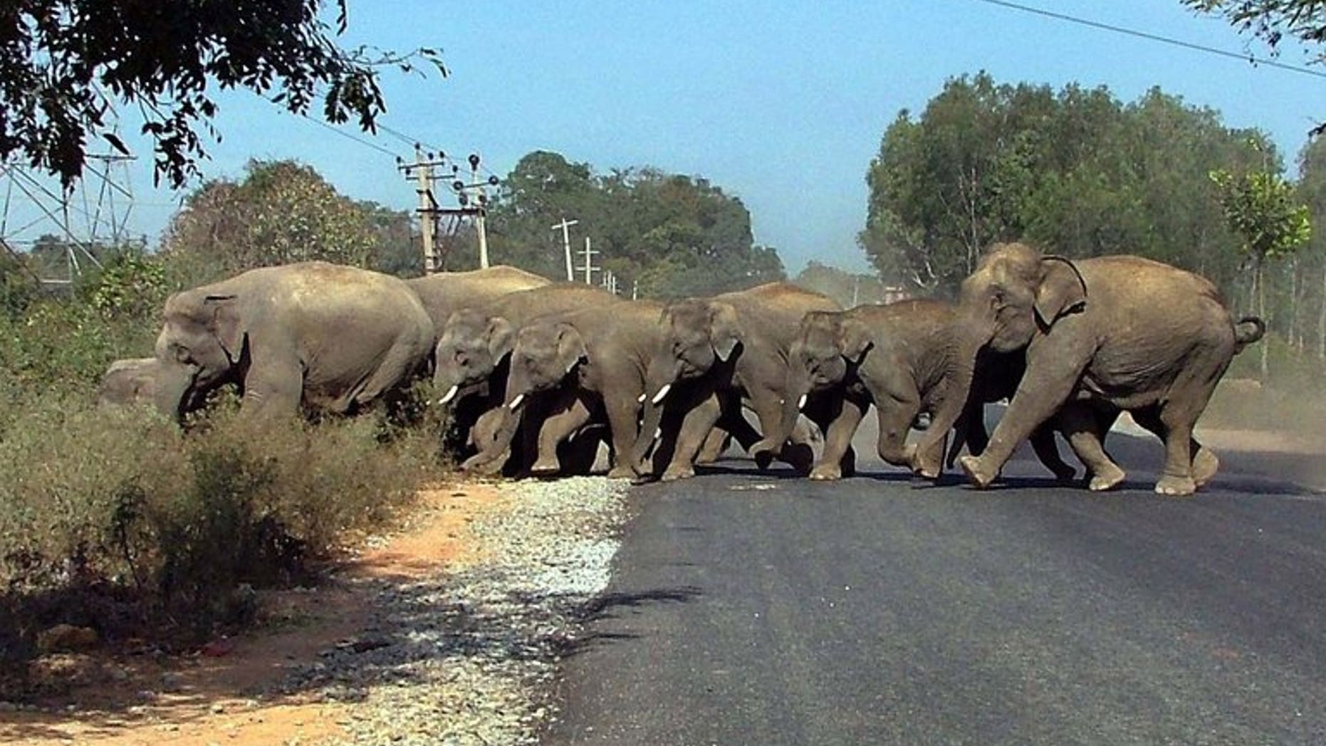 In this photograph dated June 6, 2007, wild elephants cross a road at Mantapa Village, some 60 kms from Bangalore.