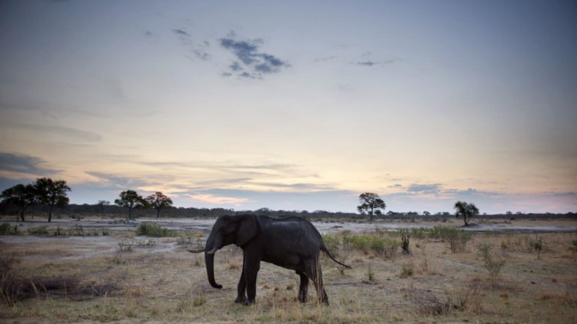 An African elephant is pictured on November 19, 2012, in Hwange National Park in Zimbabwe.