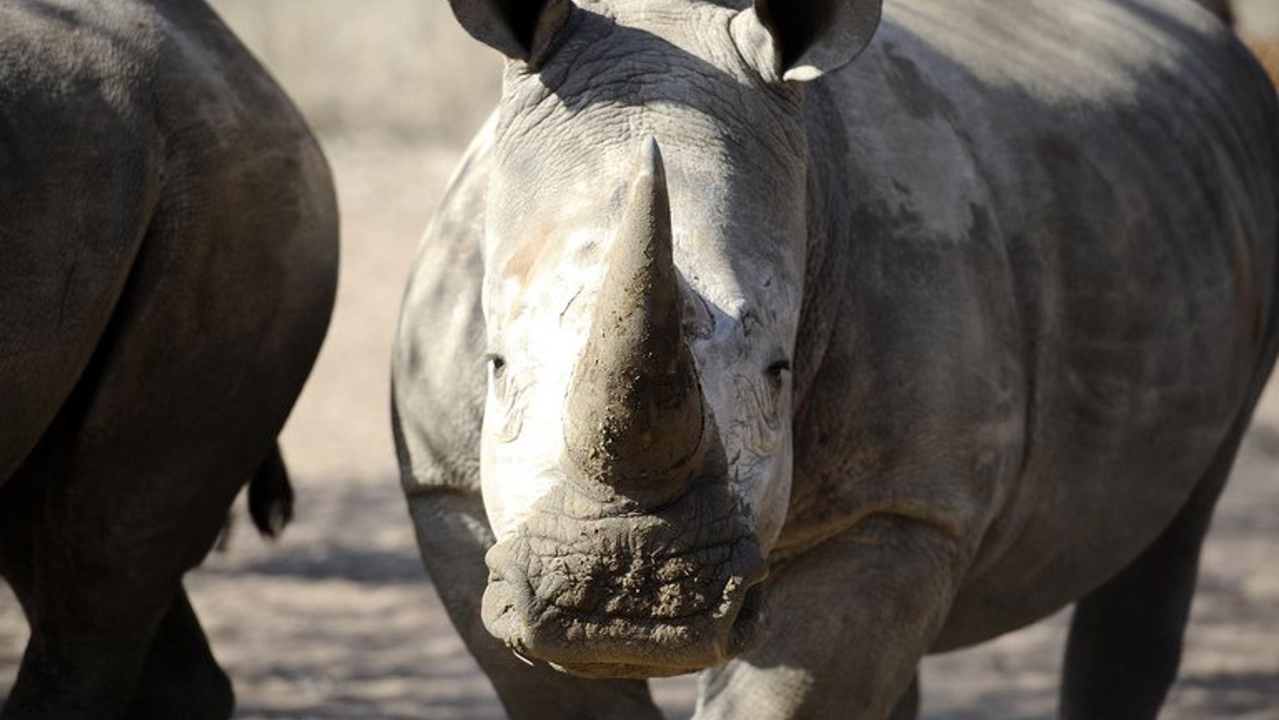 An adult white rhino looks on at the Entabeni Safari Conservancy, Limpopo, 300 kms north east of Johannesburg on July 31, 2012. Poachers have killed a record 688 rhinos in South Africa so far this year, more than the entire number slaughtered in 2012, according to figures issued Sunday, World Rhino Day.