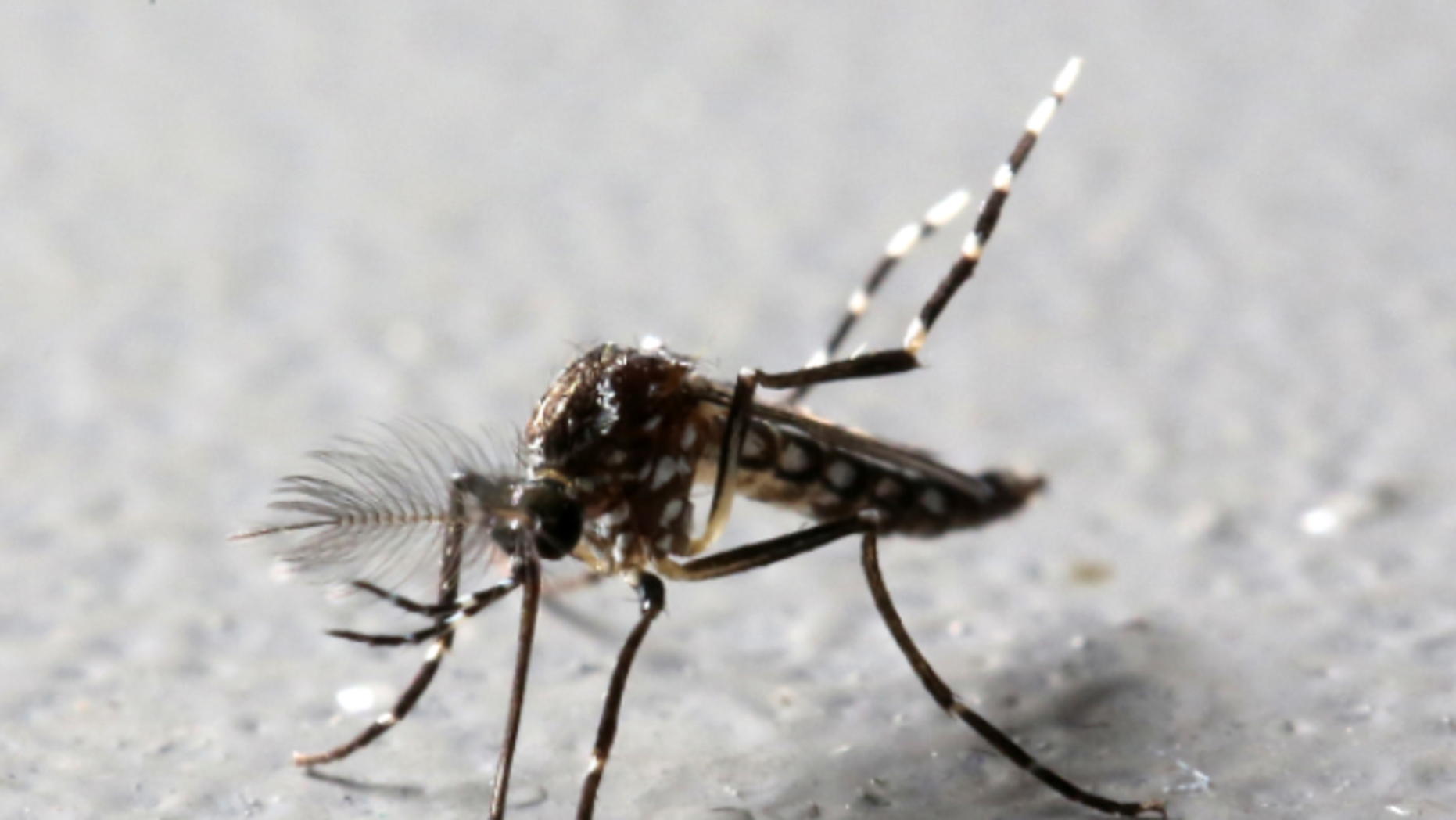 Zika Virus Sexually Transmitted In Florida Officials Say Fox News 8312