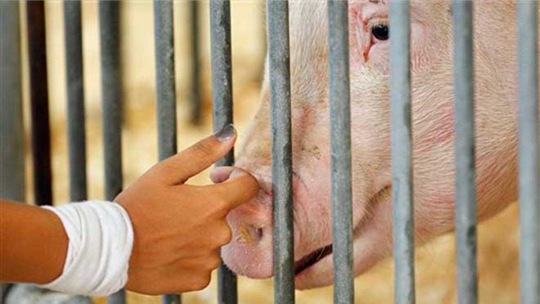 In this Aug. 1, 2012 photo, a participant checks on her pig in the Swine Barn at the Ohio State Fair, in Columbus. The Centers for Disease Control and Prevention said Thursday, Aug. 9, 2012, there's been a five-fold increase of cases of a new strain of swine flu that spreads from pigs to people. The case count jumped from 29 a week ago to 158 this week, thanks to a wave of new cases confirmed in Indiana and Ohio, many of them attributed to contact at fairs. The flu does not seem to be unusually dangerous, like the strain in 2009 that killed at least 12,000. Most or all of the cases appear to have spread from pigs to humans, meaning it's not very contagious. (AP Photo/Columbus Dispatch, Kyle Robertson)