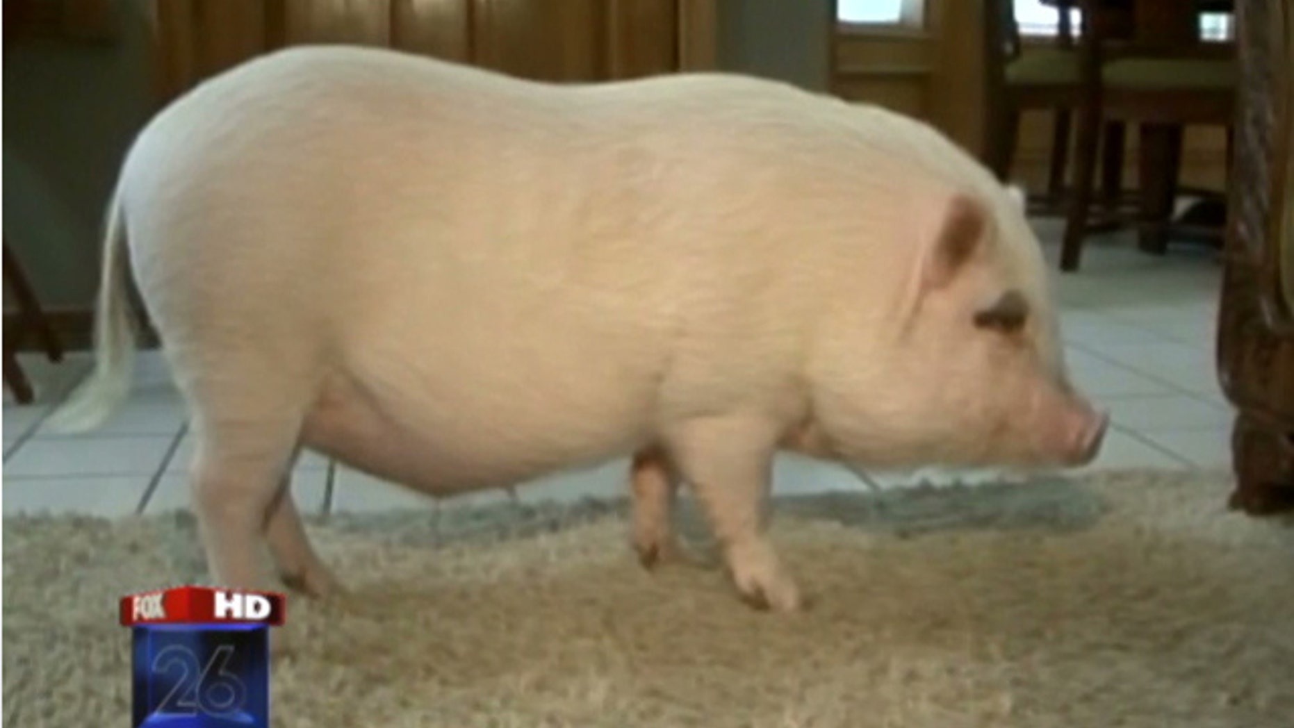 Wilbur gets to stay with family after judge's ruling.
