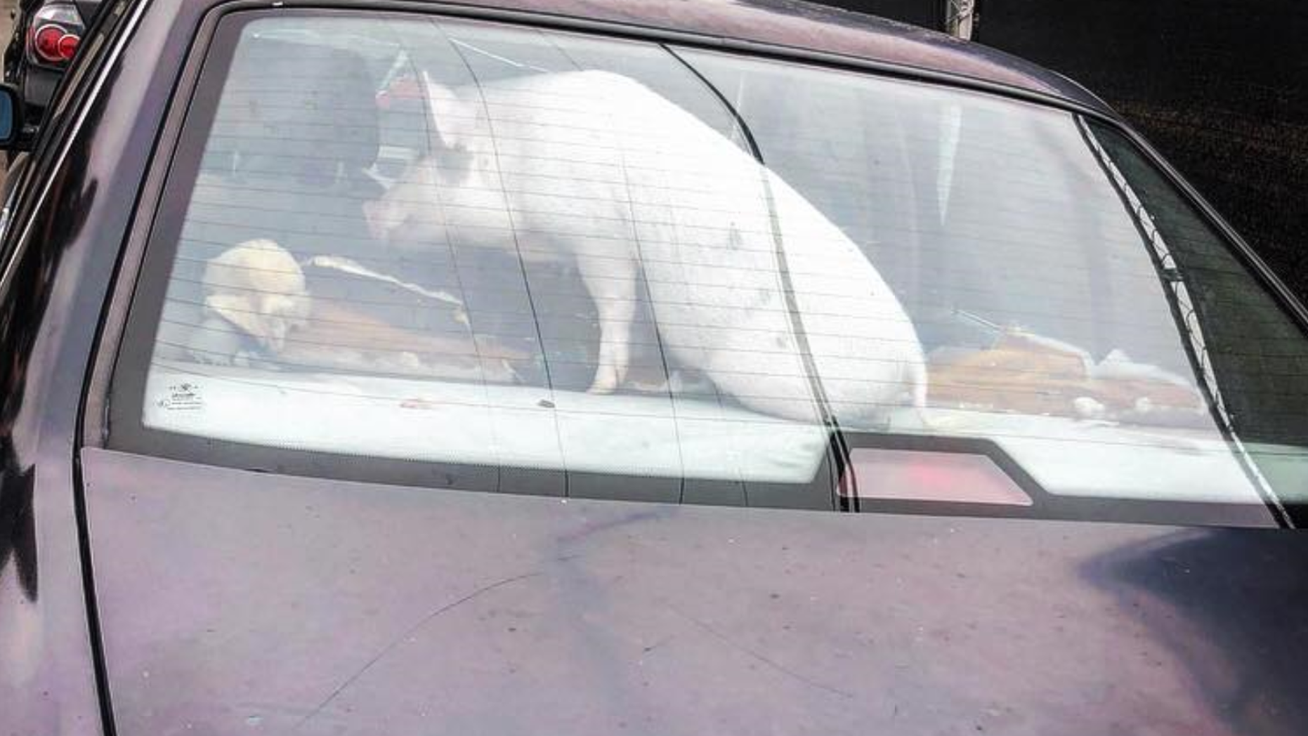Authorities discovered a pig locked in a hot car in Orange County Wednesday afternoon.