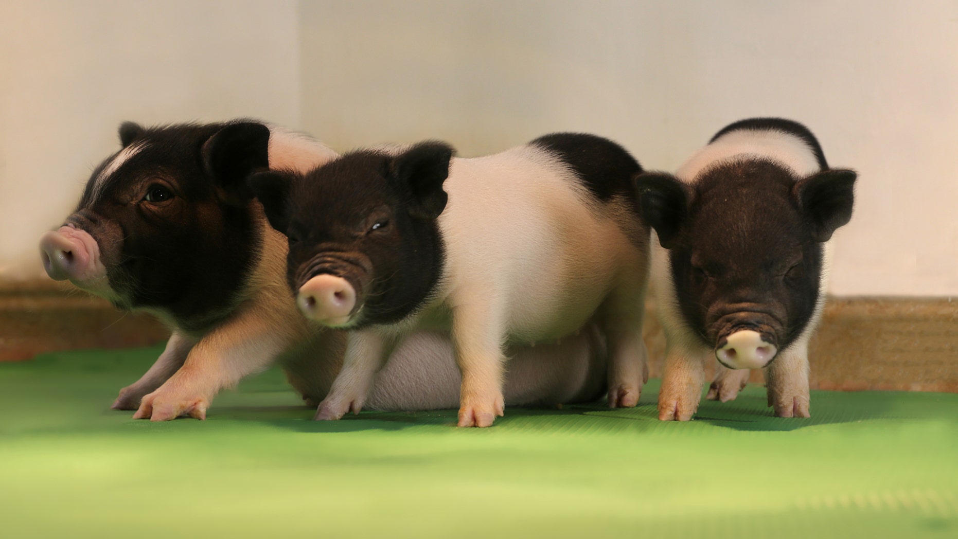 Three of the genetically engineered piglets (eGenesis).