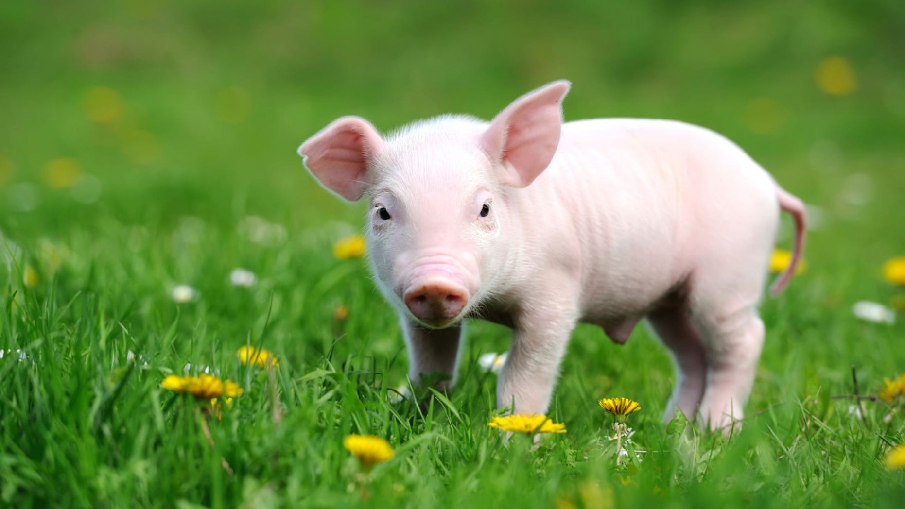 Piglet