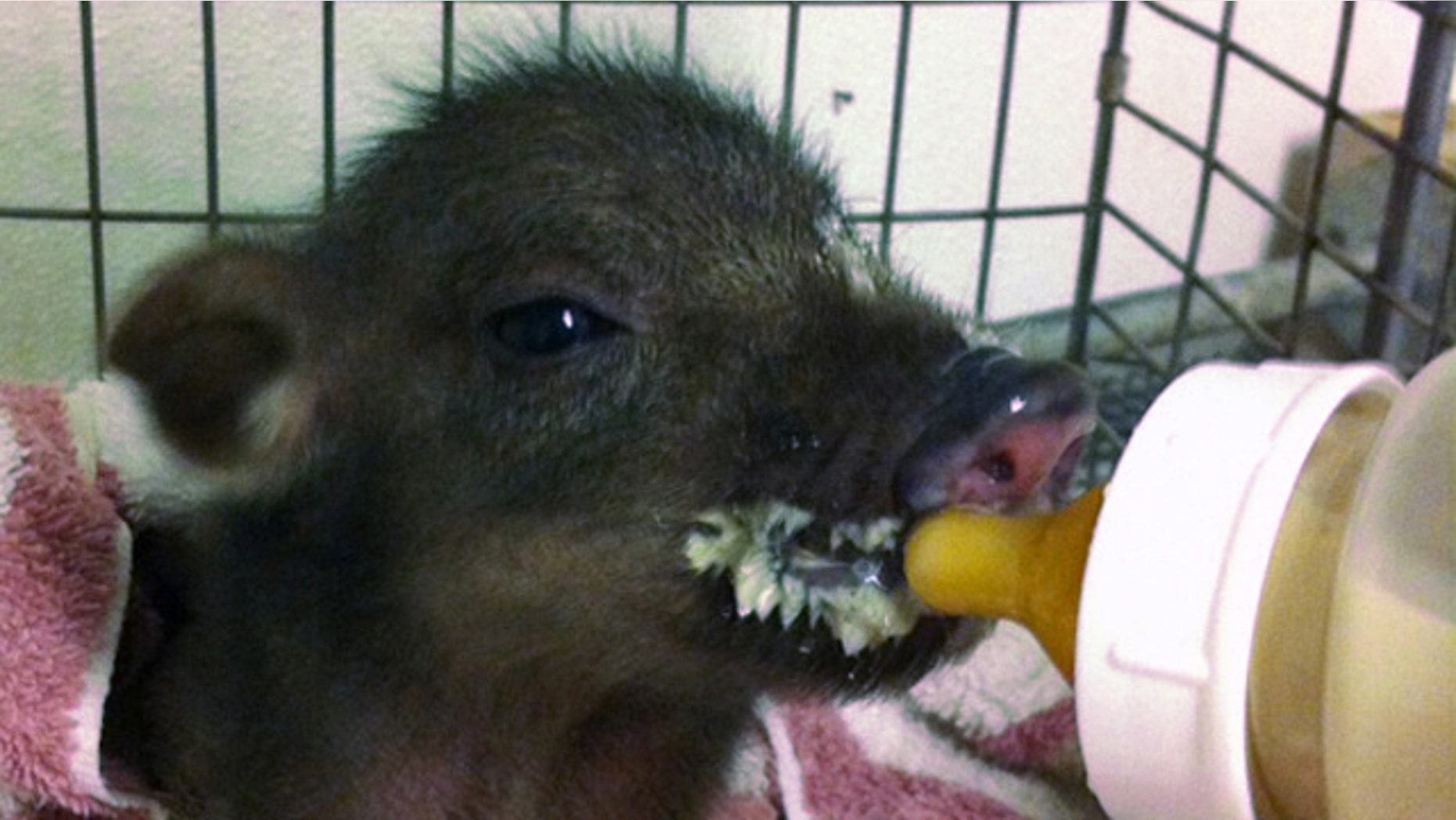 March 6, 2012: This photo provided by the Hawaiian Humane Society shows a small pig found wandering a hotel in Honolulu. The 5-week-old pig found running around a Honolulu hotel lobby will soon be available for adoption.