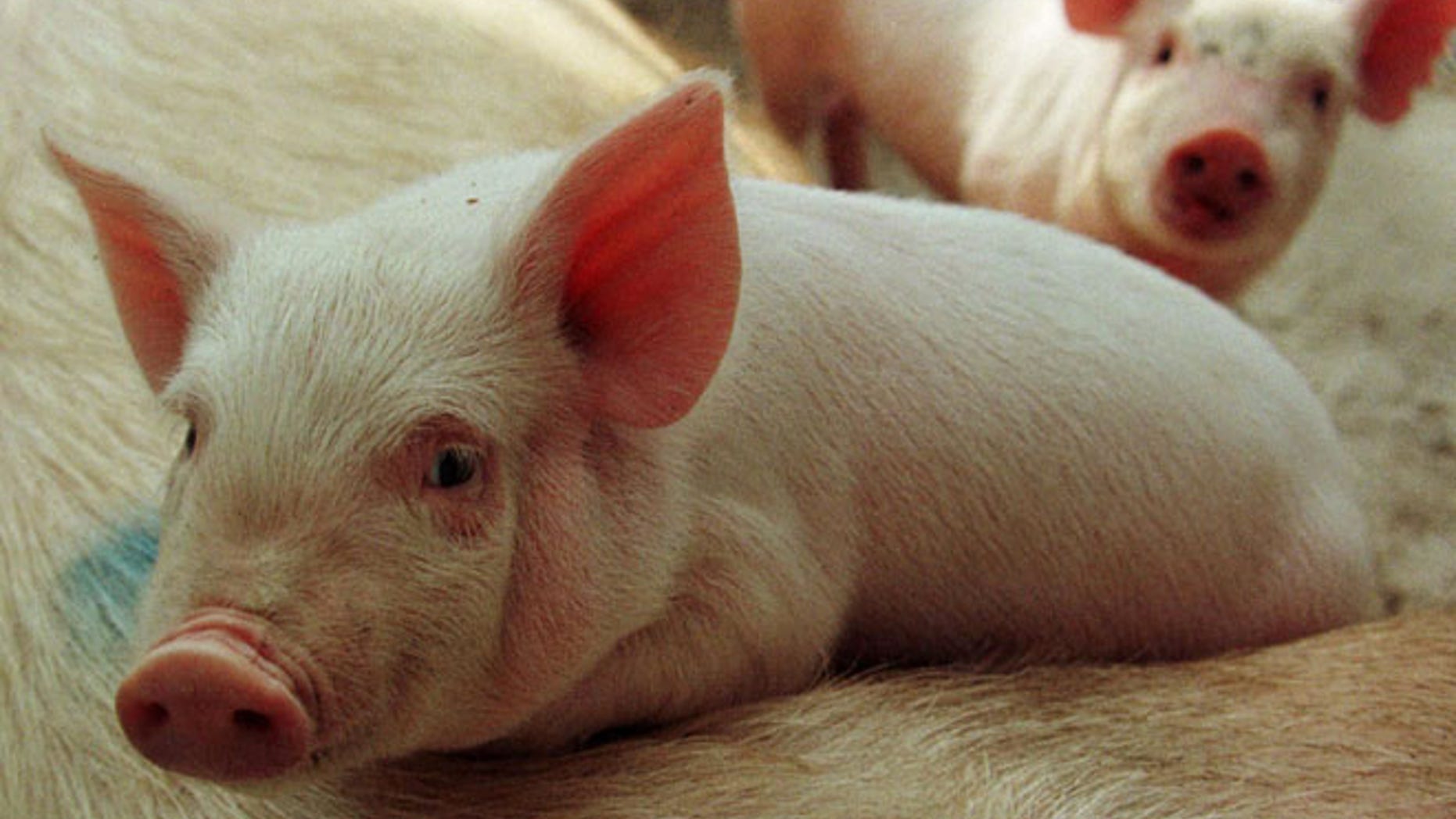 A petition to end the Pig Scramble received nearly 30,000 signatures online.